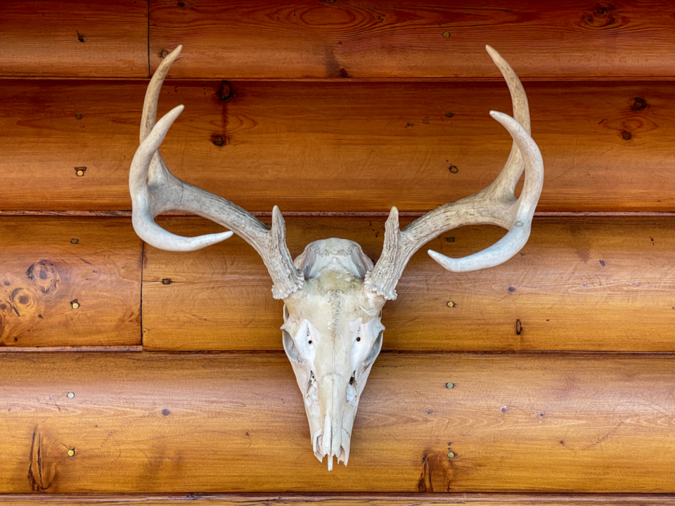 Antlers Skull