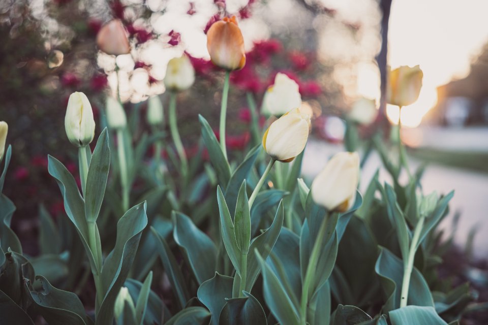 Tulips Garden