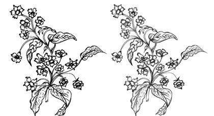Sketchy Flowers Vector and Photoshop Brush
