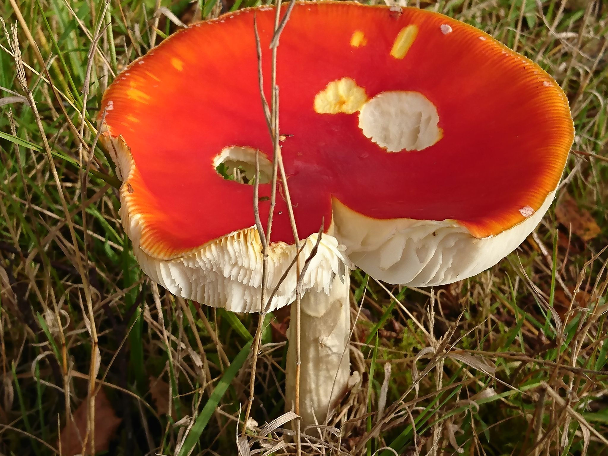 Fly Agaric nibbled by wildlife