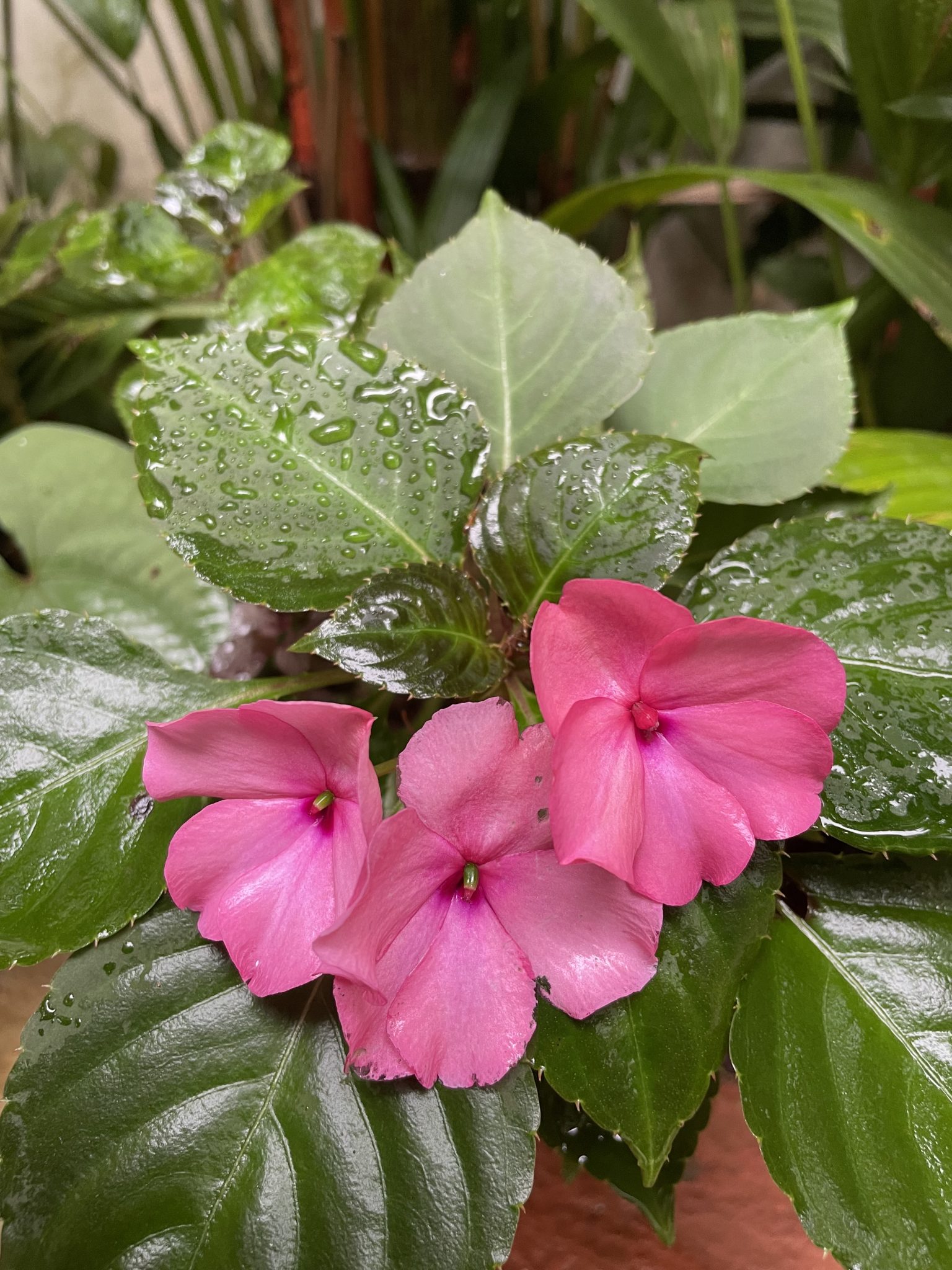 Wet flowers. A monsoon day snap from our garden. Perumanna, Kozhikode, Kerala.