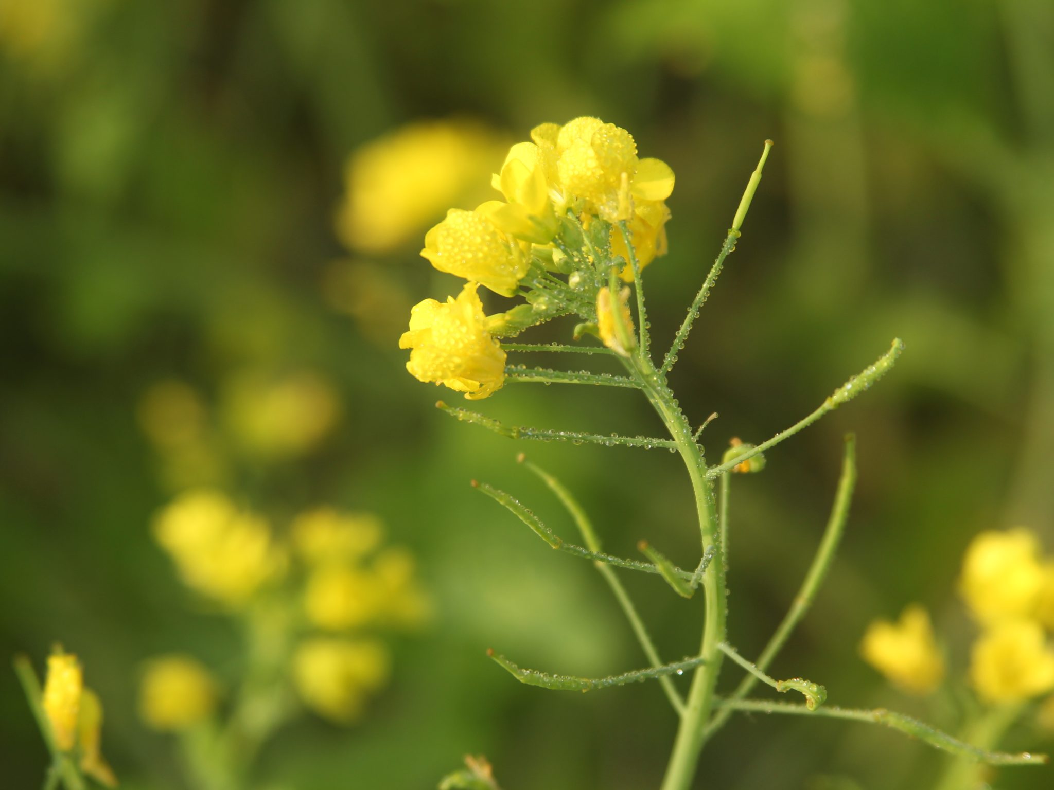 Mustard flower