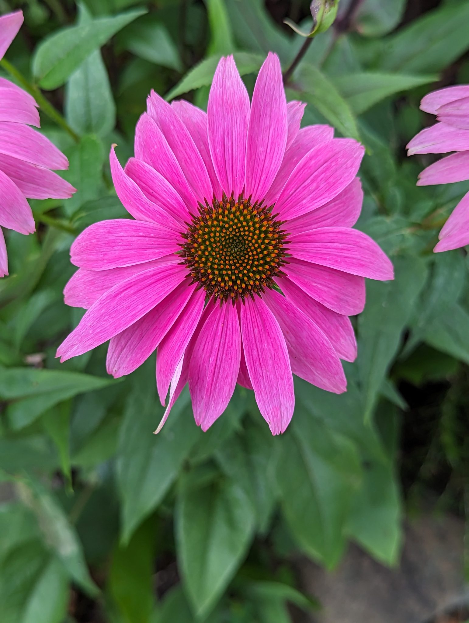 Close up of pink flower
