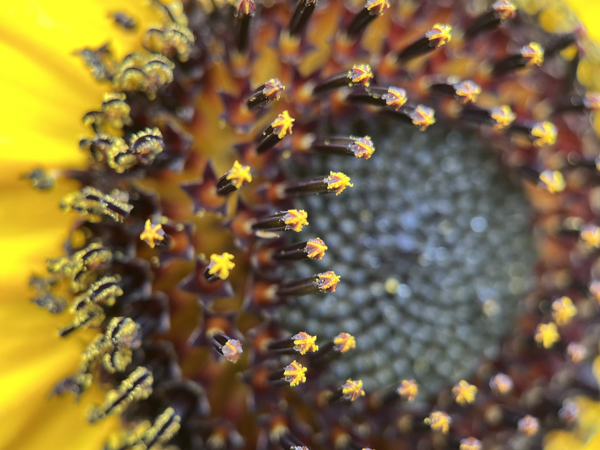 Zoomed center of a sunflower