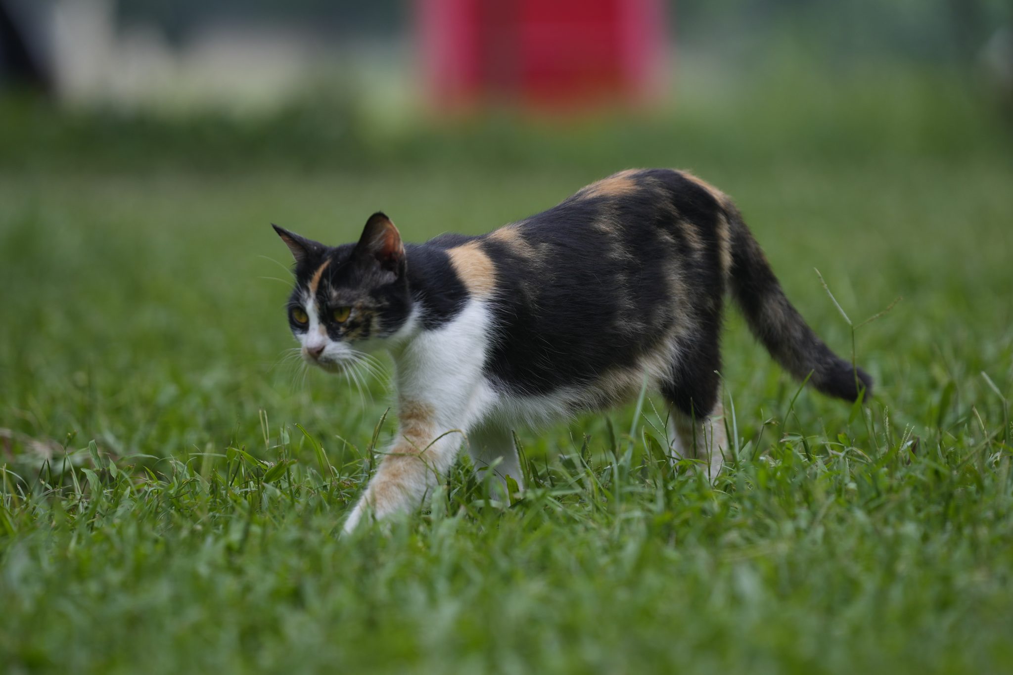 A Black Cat Walking on Grass