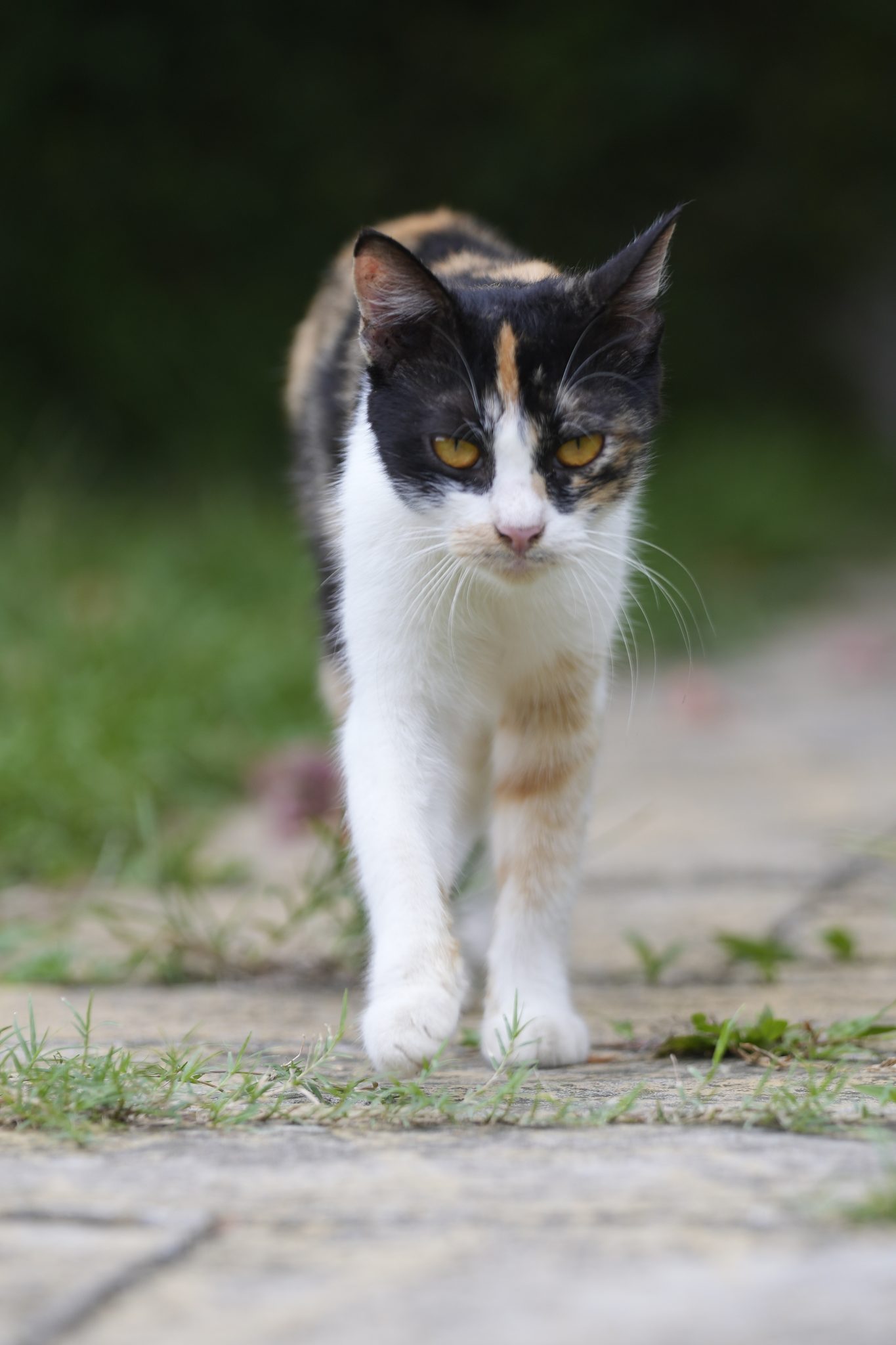 Walking cat