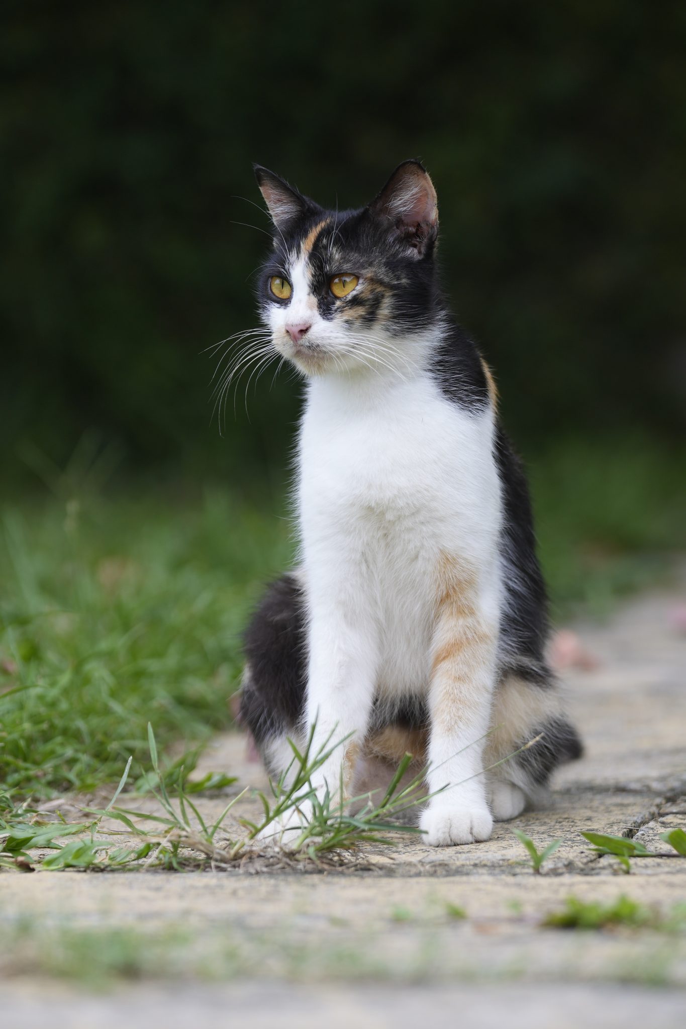 A sitting black white cat