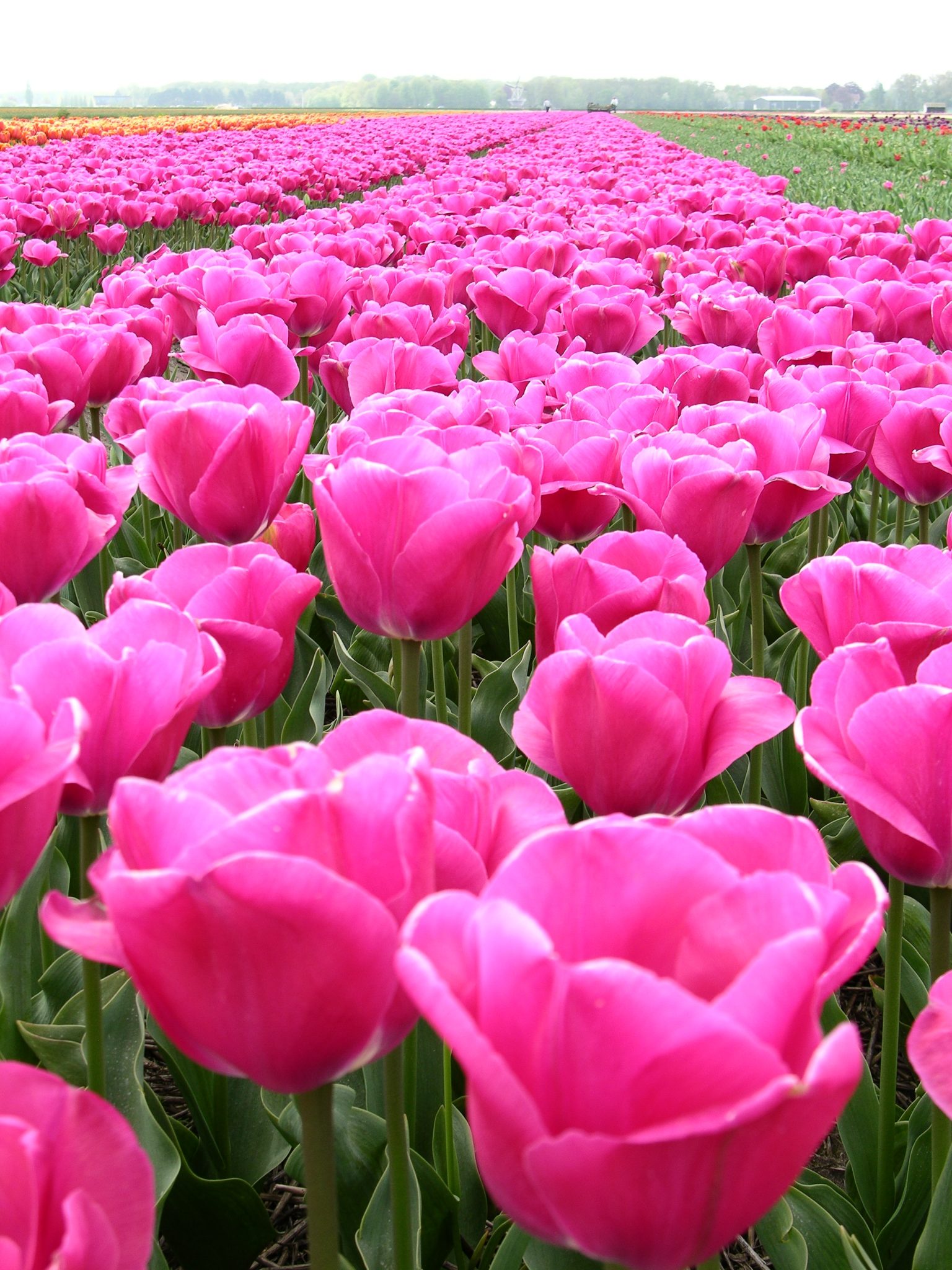 Tulips in Lisse Netherland.