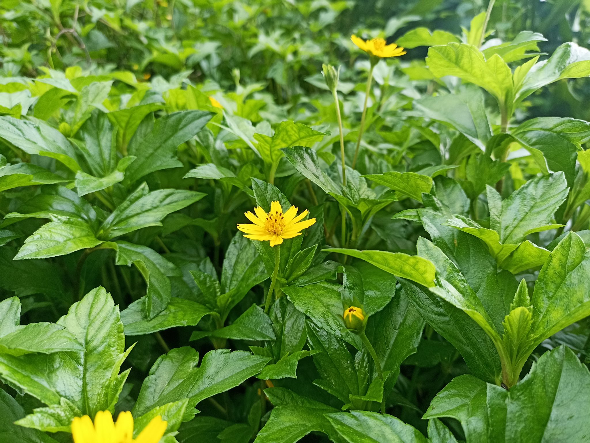 A yellow flower amid green, radiating beauty.
