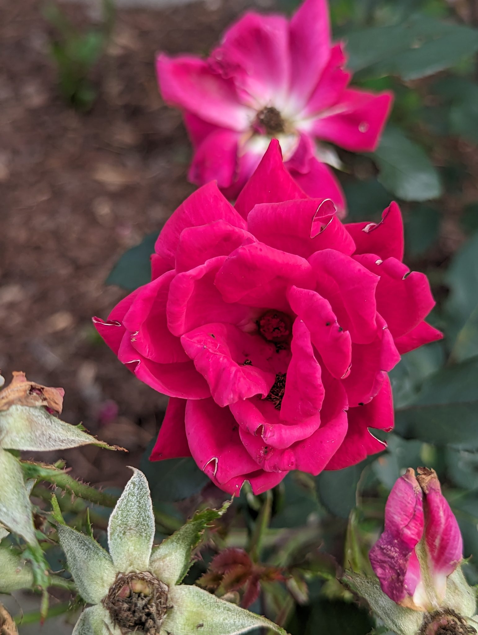 Roses, in various states of decay, from slightly through dead.