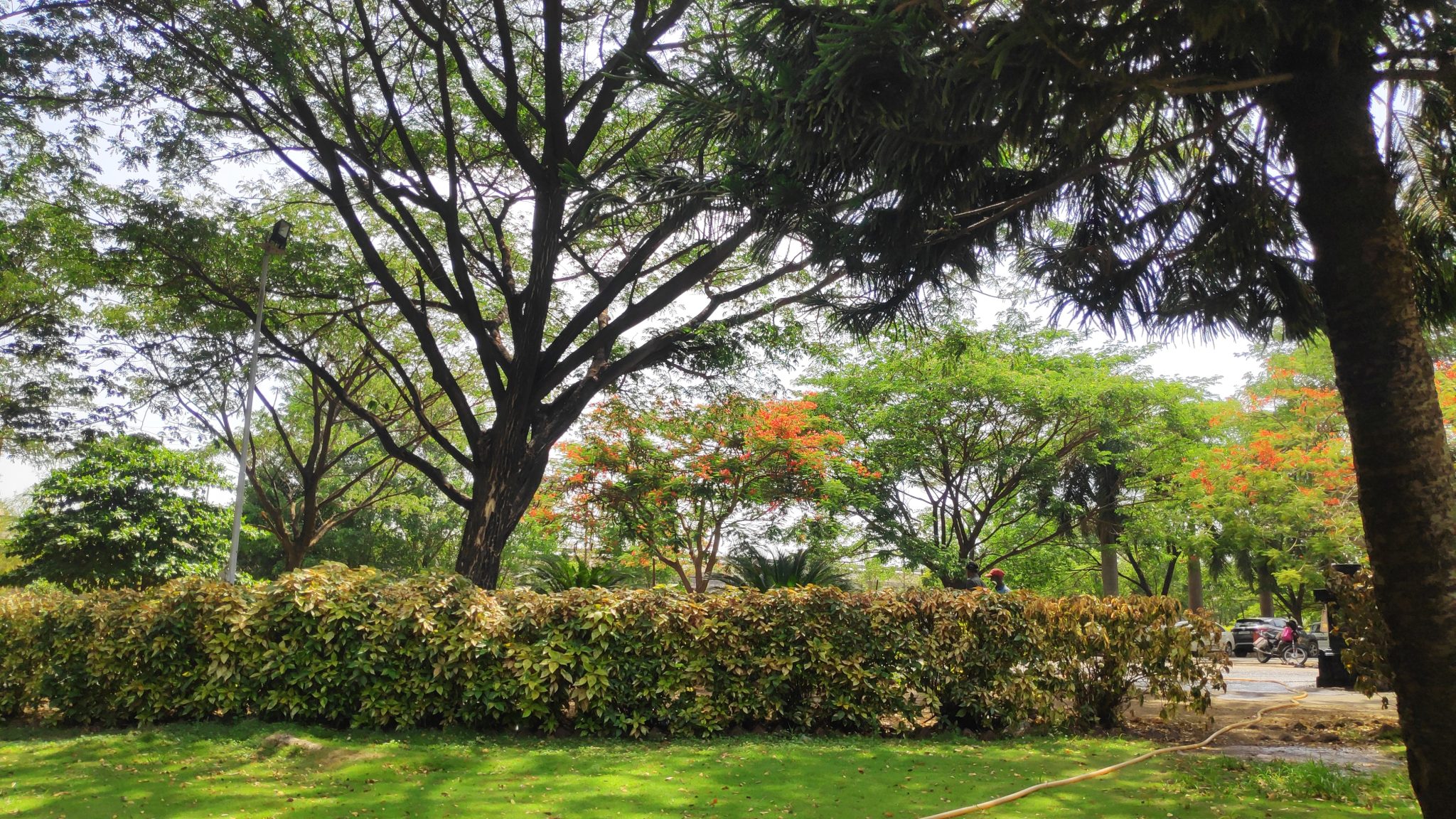 Nature, trees, lawn