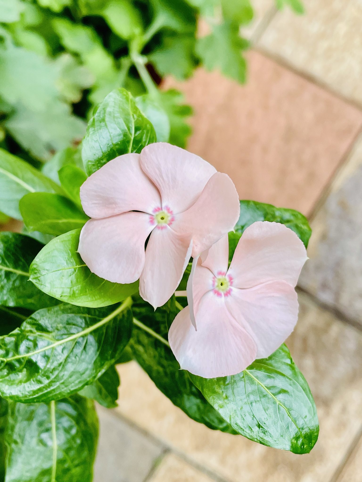 A Catharanthus roseus variant flowers from our garden.