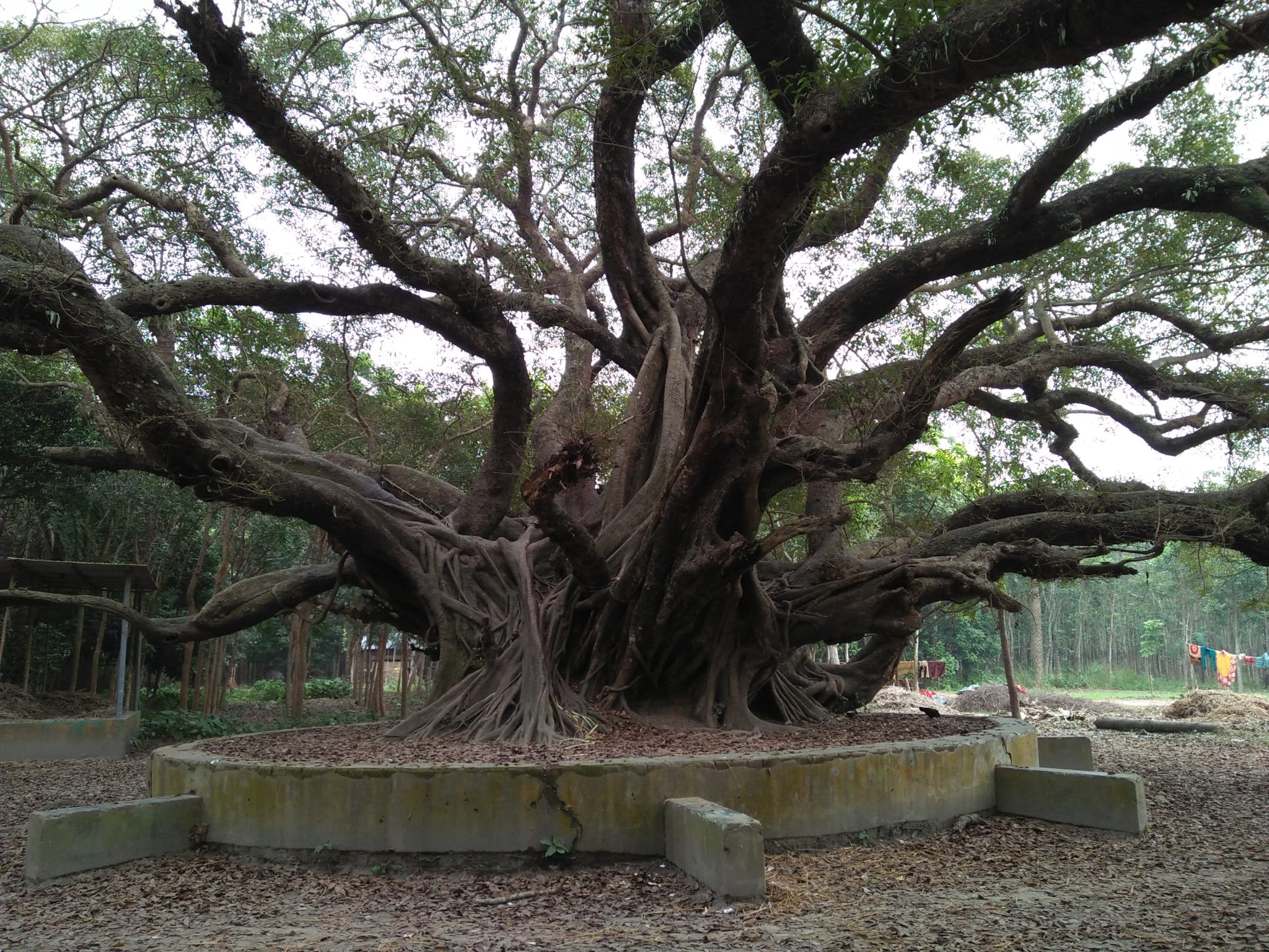 An oldest plant in Bangladesh