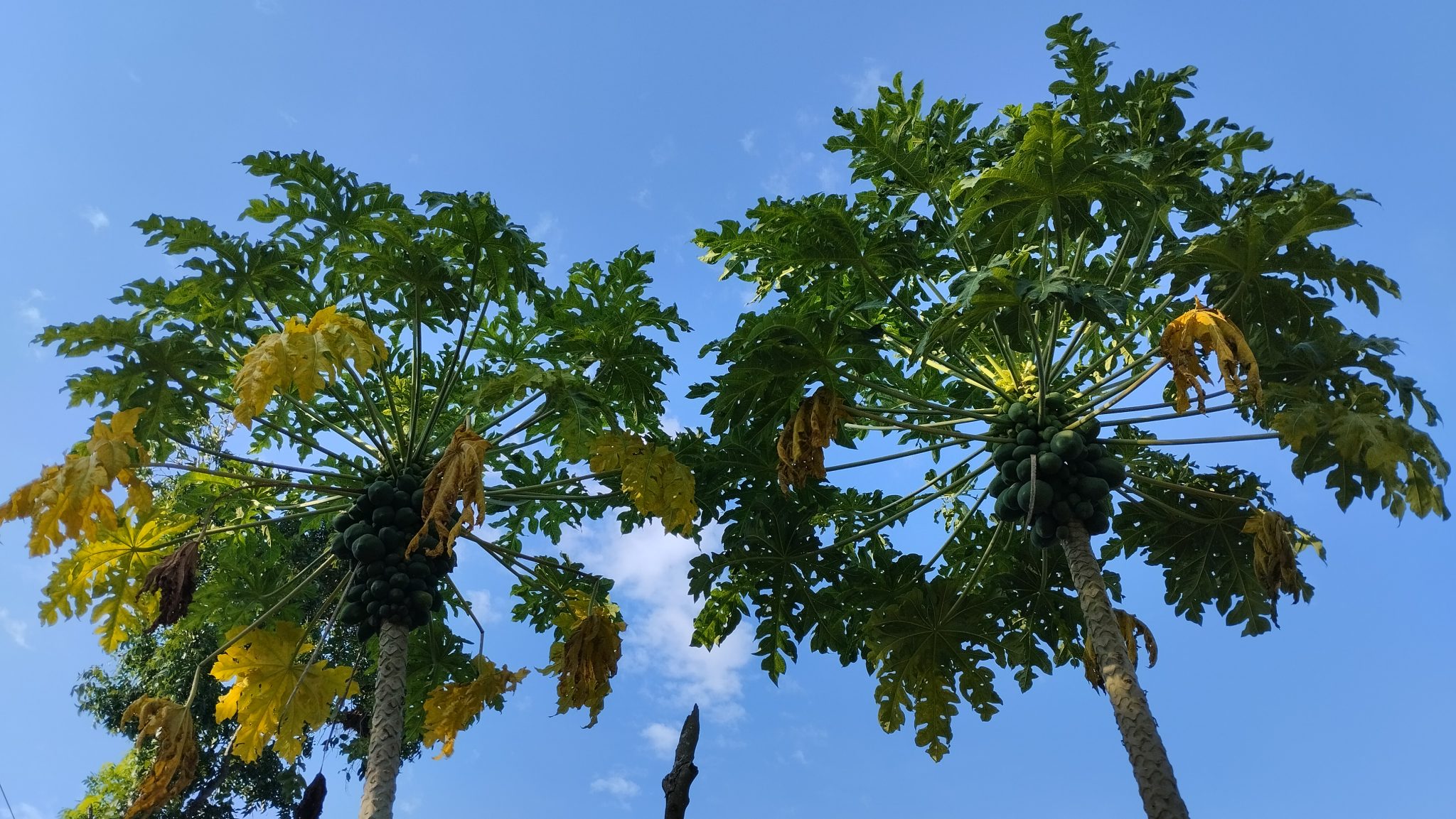 The papaya tree.