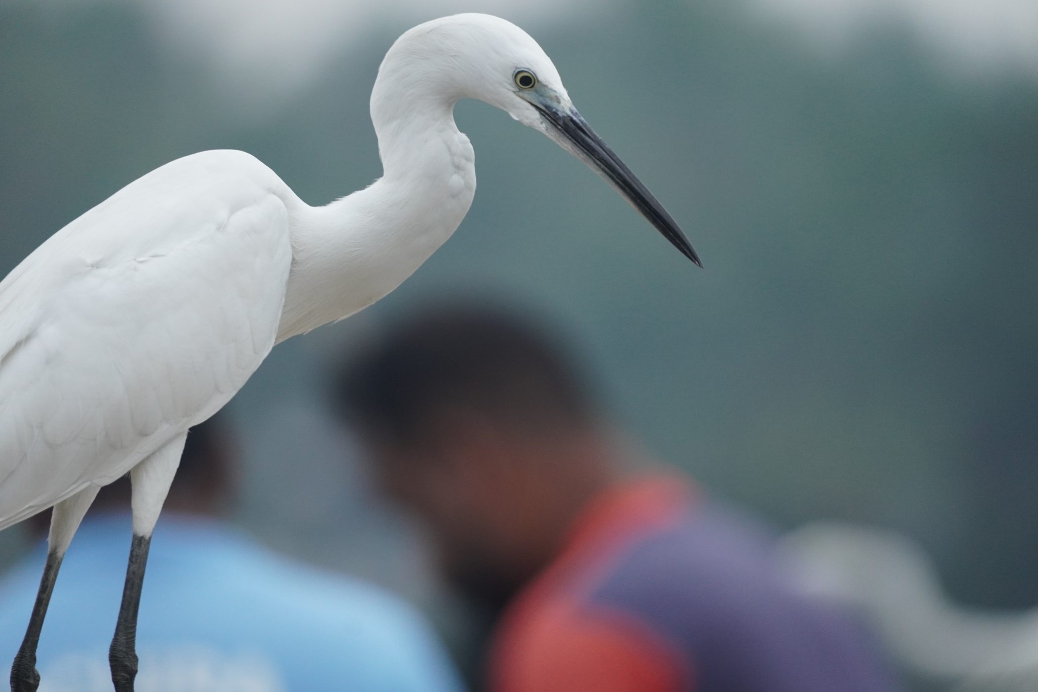 Crane