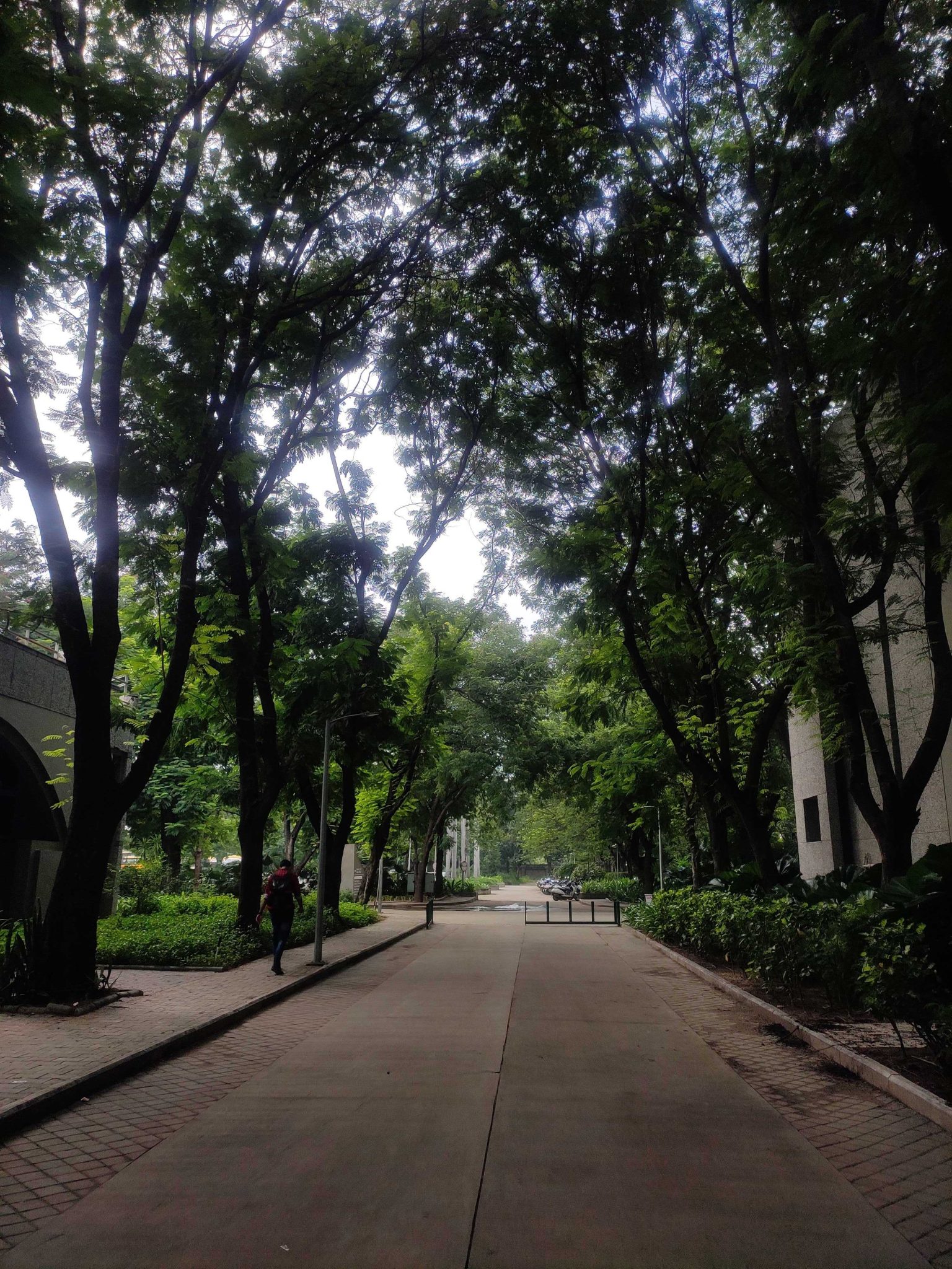 College campus surrounded with trees.