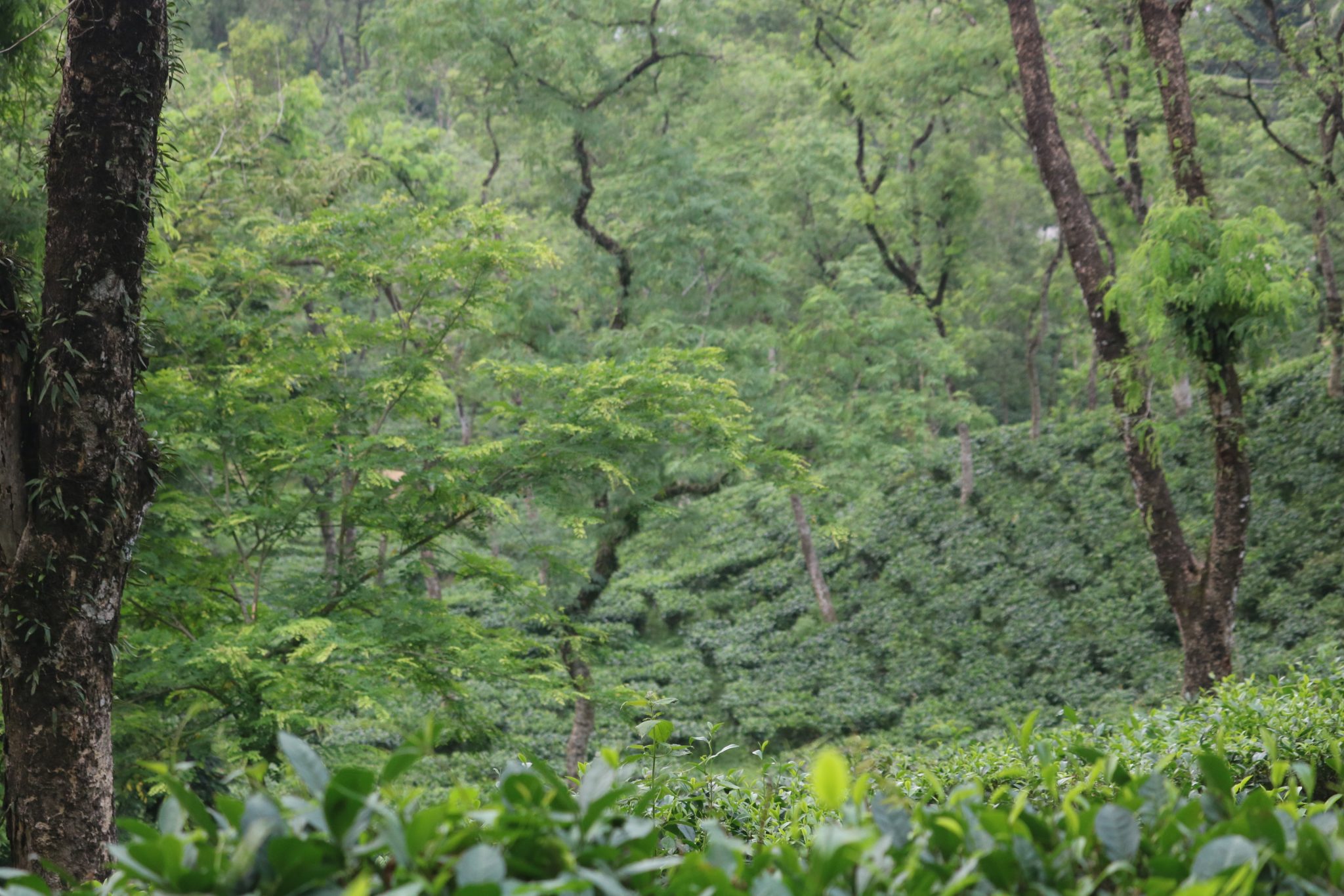Sylhet Tea Garden