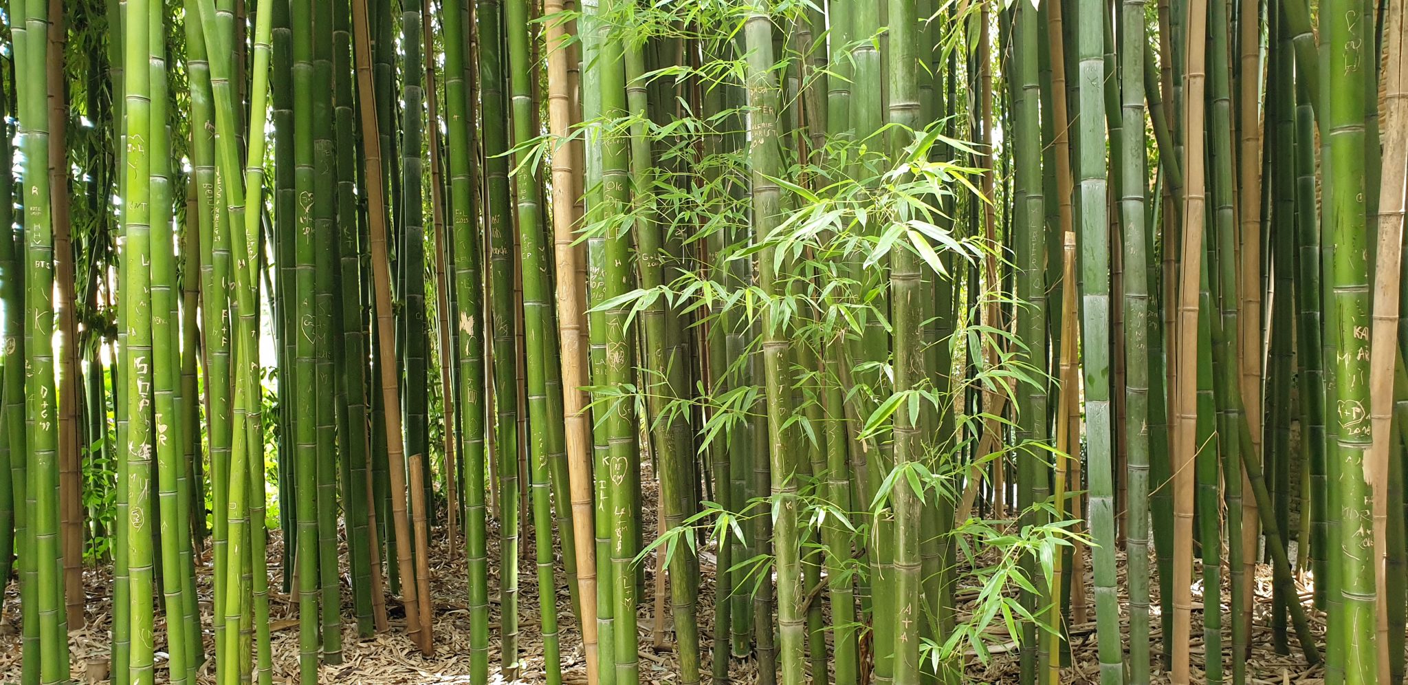 bambú