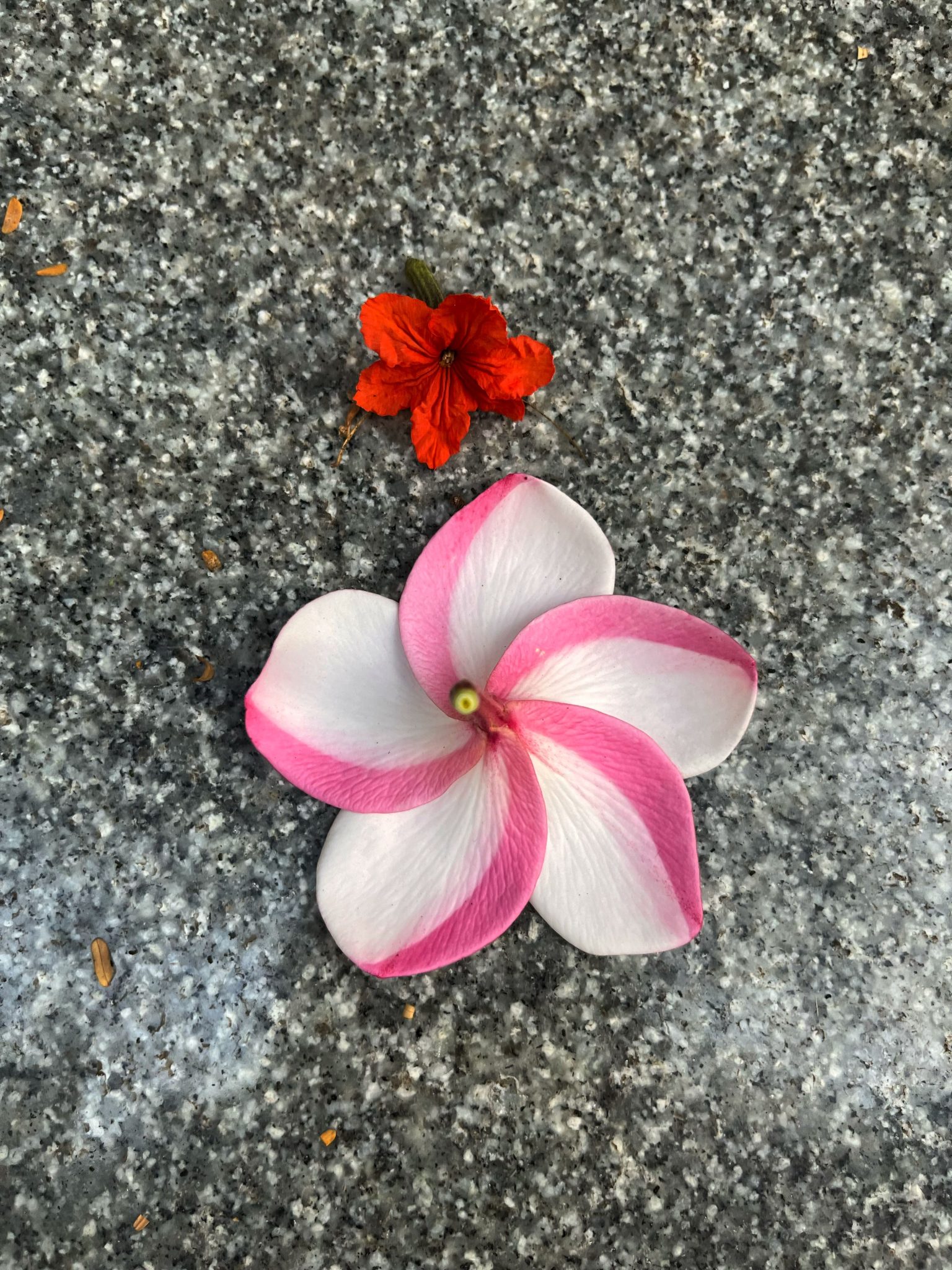 Frangipani Flower on the floor