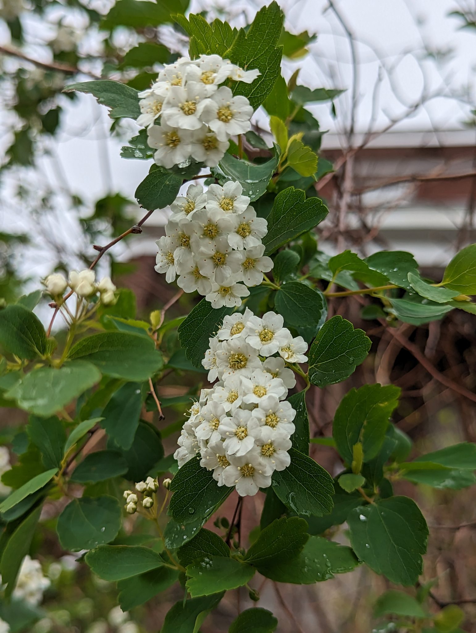 Tiny white and yellow buds in front of green leaves.