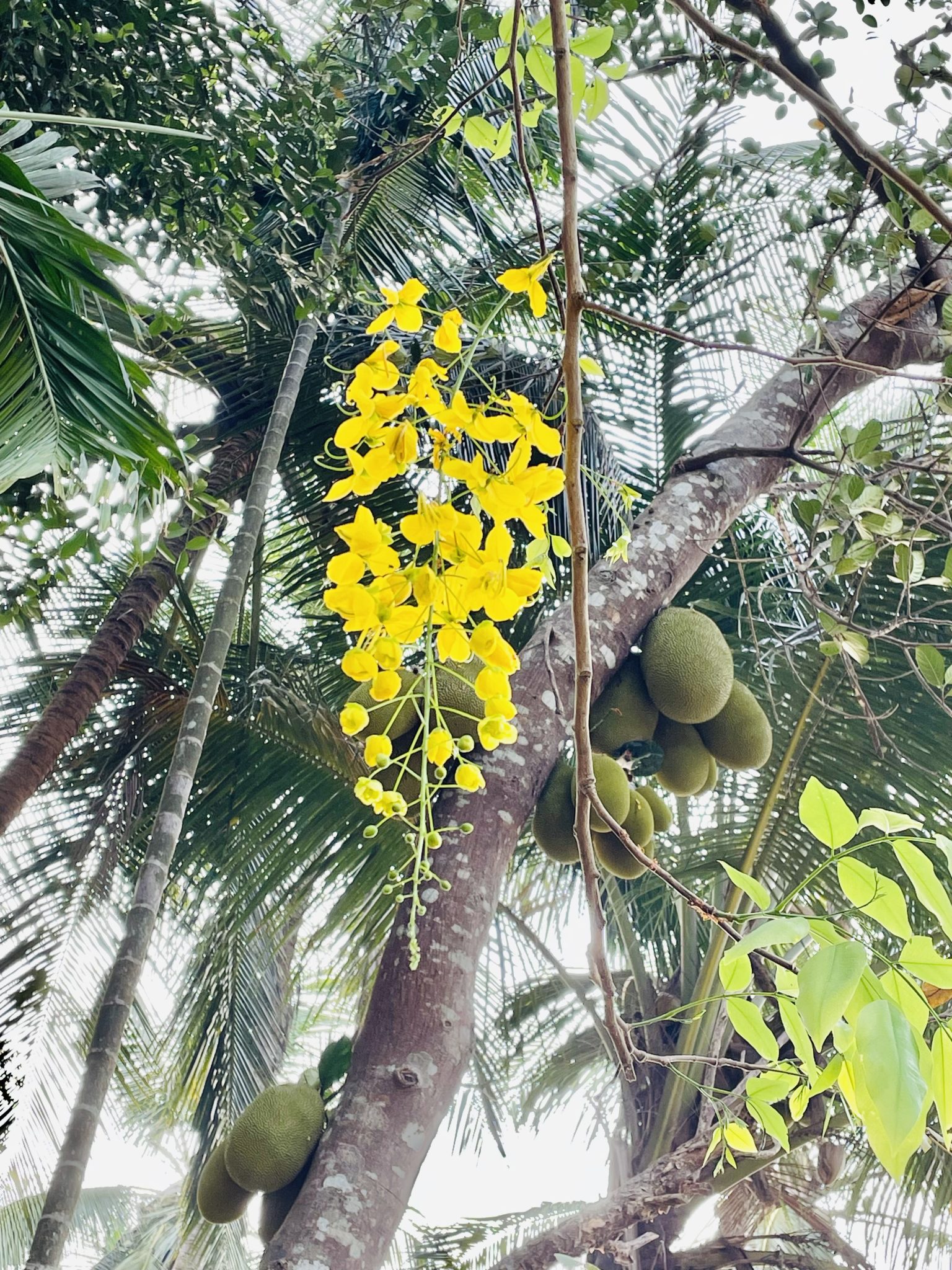 Golden shower flowers, Jackfruits, Coconut trees and Areca Nut Trees. A typical summer sight of Kerala.