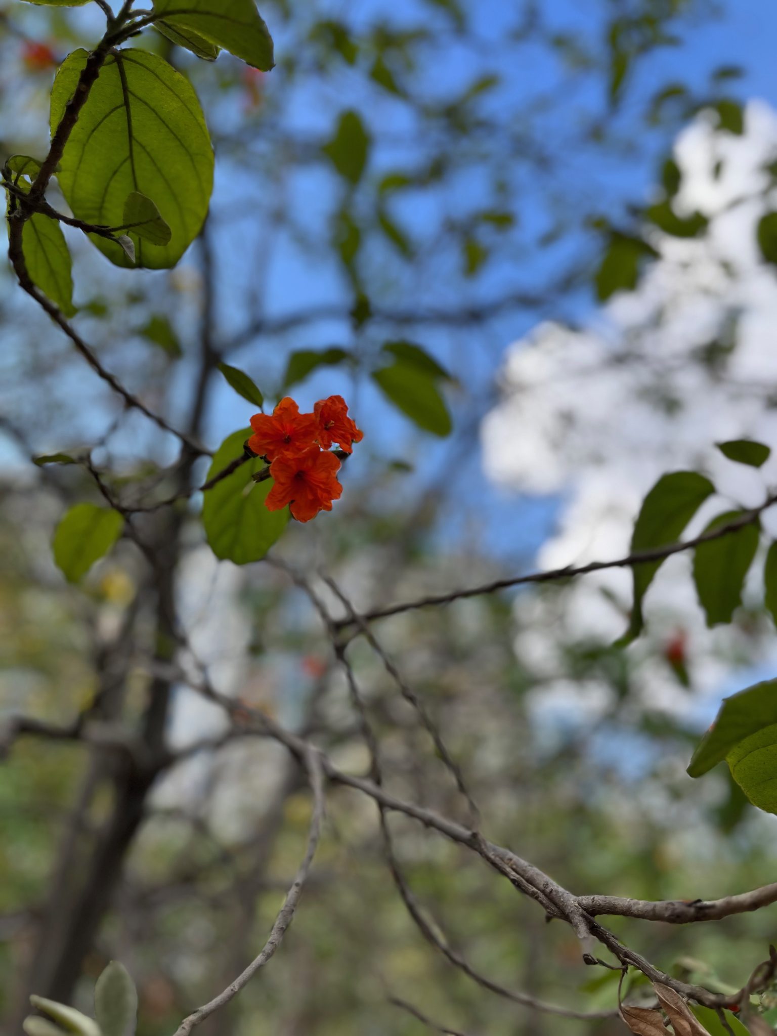 Springtime red flower blooming in Pune, India
