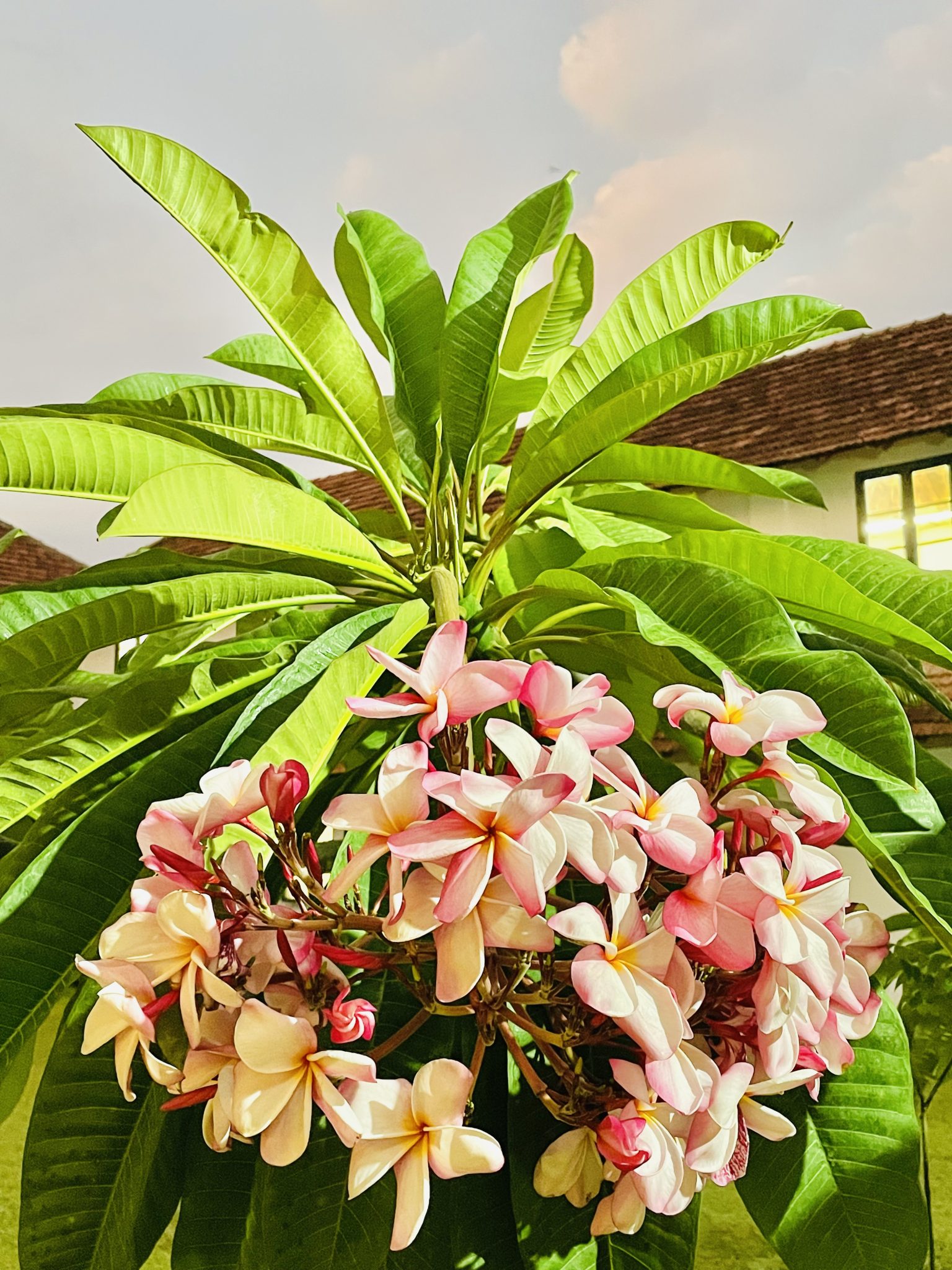 Plumeria Flowers in the evening