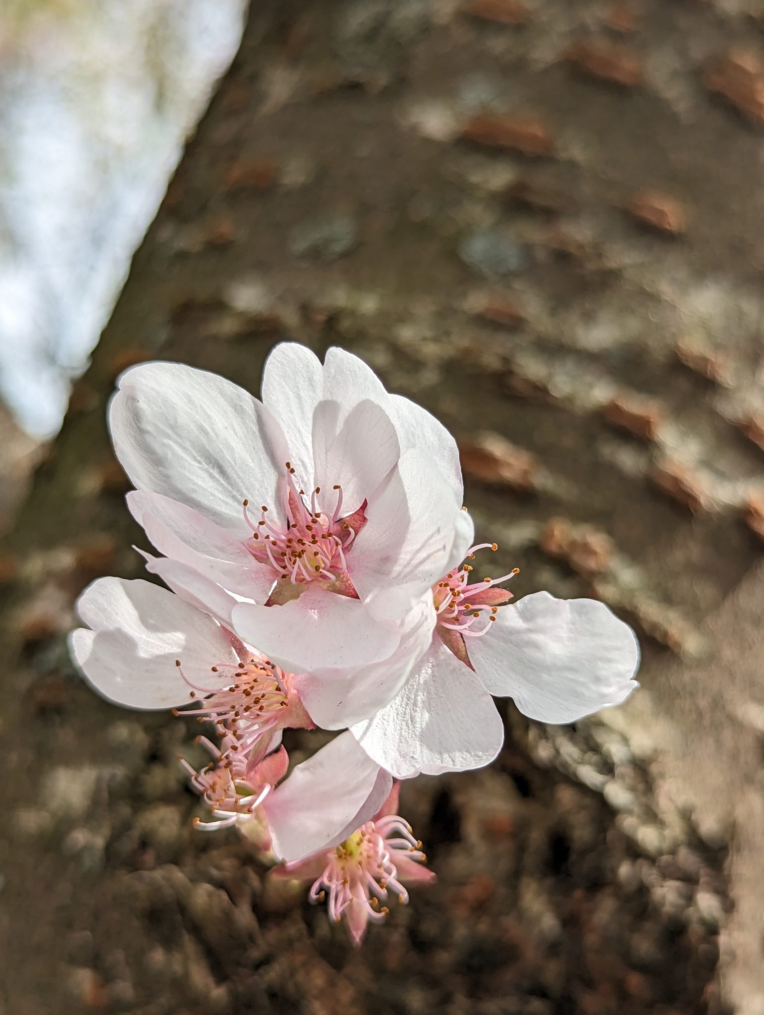 Tiny pink blossoms