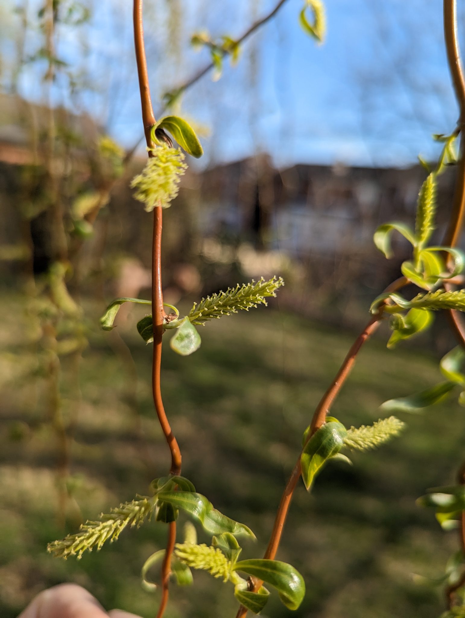 Very early willow tree buds