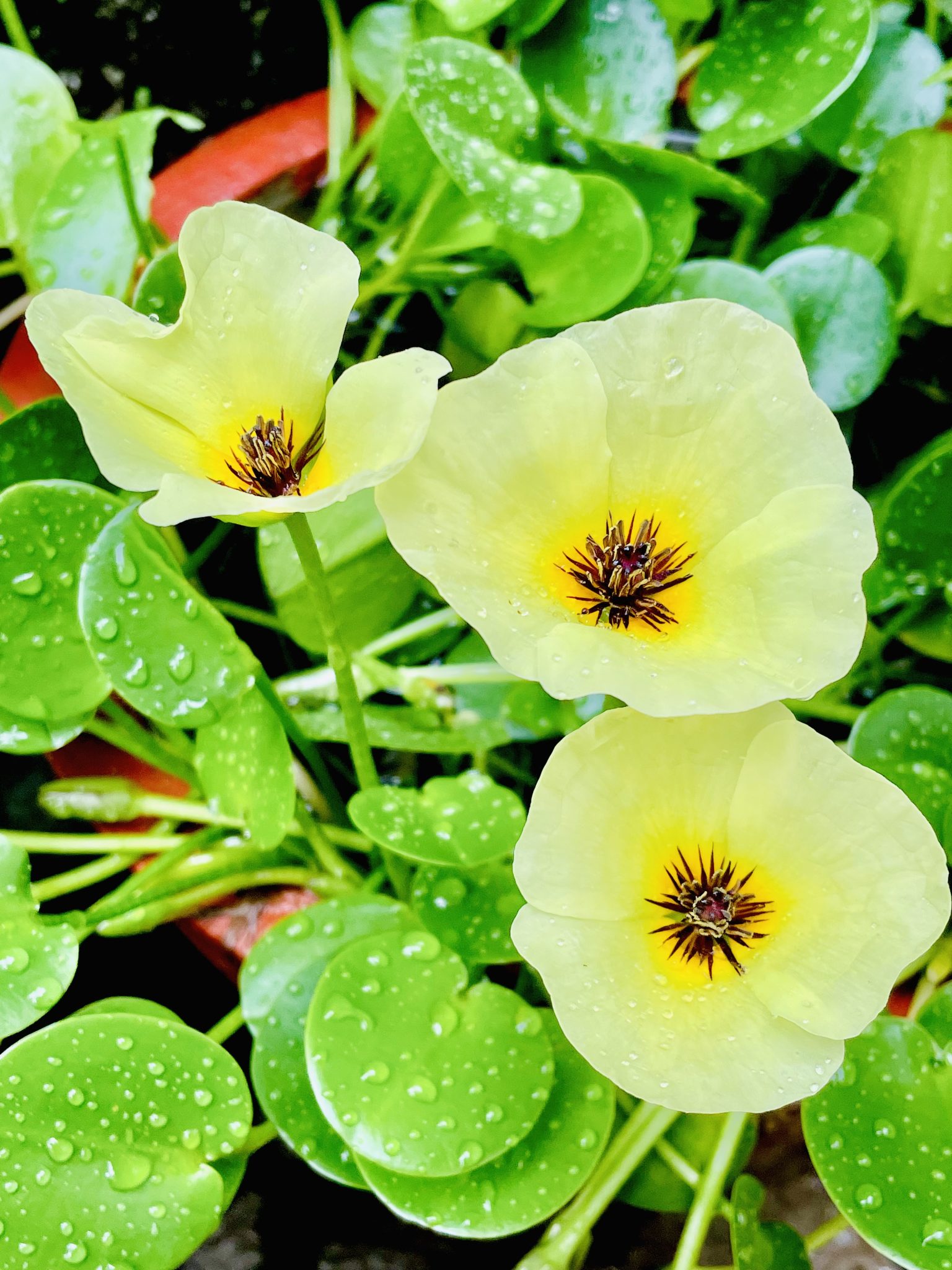 Water poppy flowers from our garden
