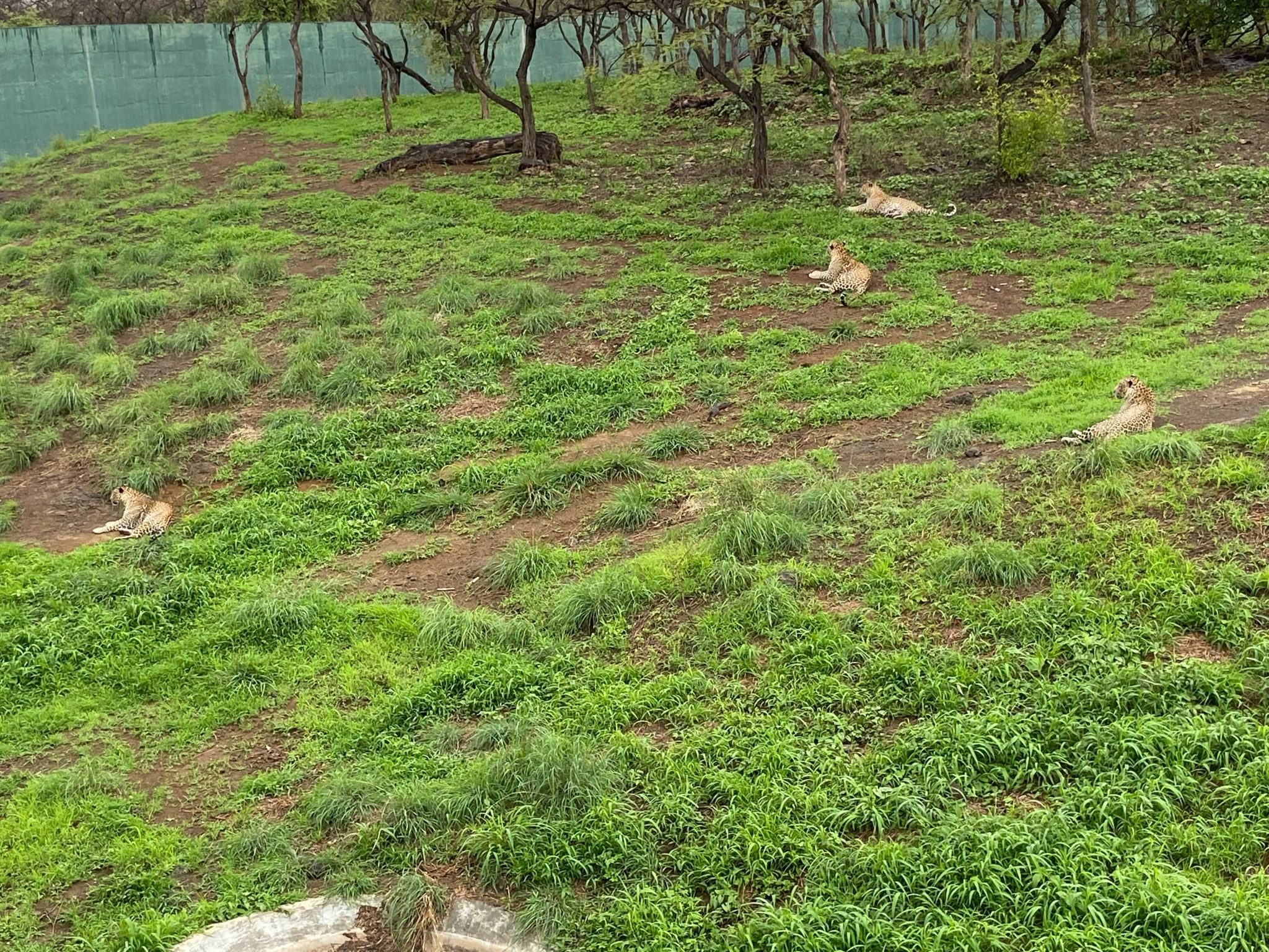 Gir National Park & Farm