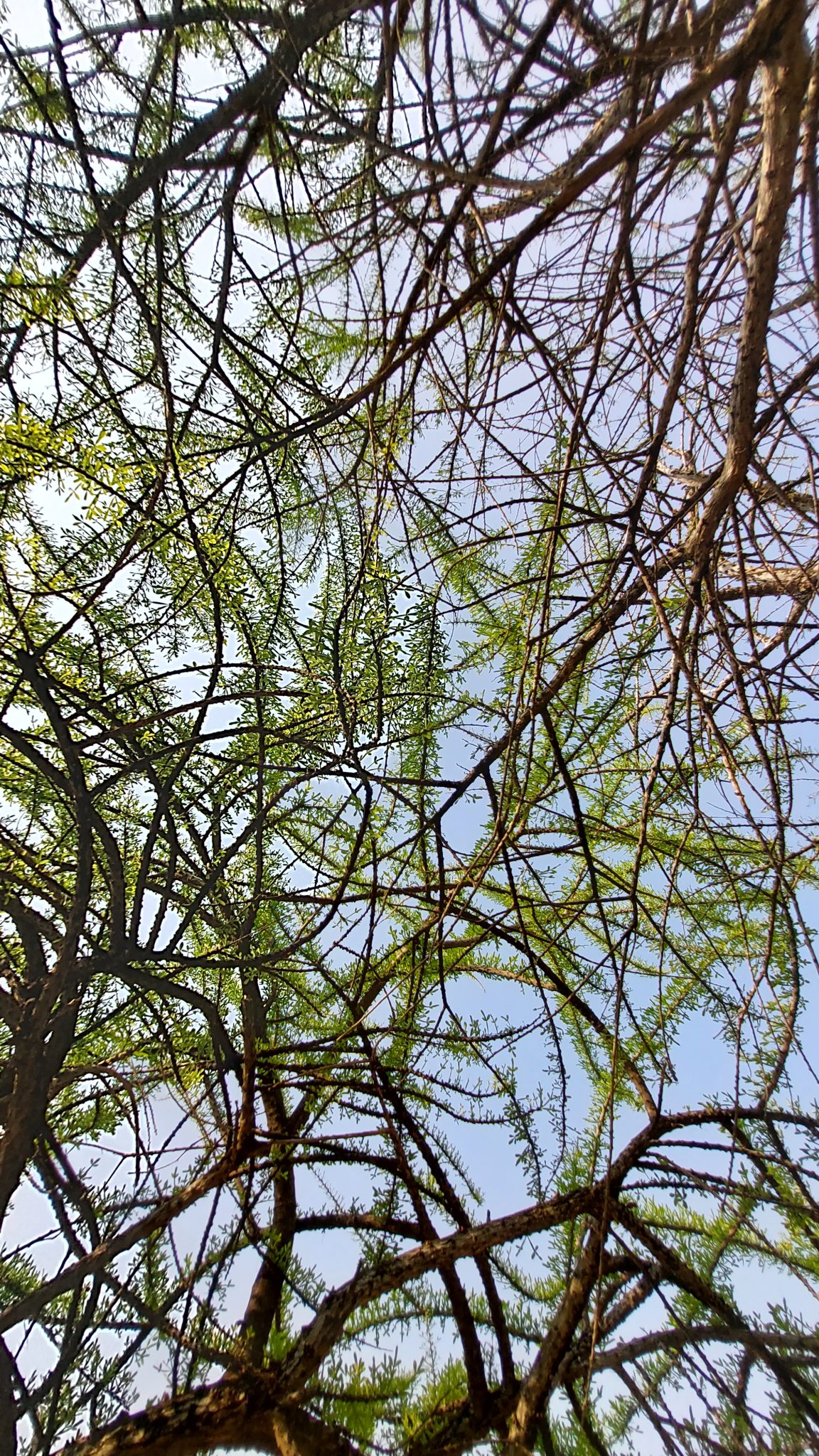 Leaves and branches of a tree in Ayutthaya