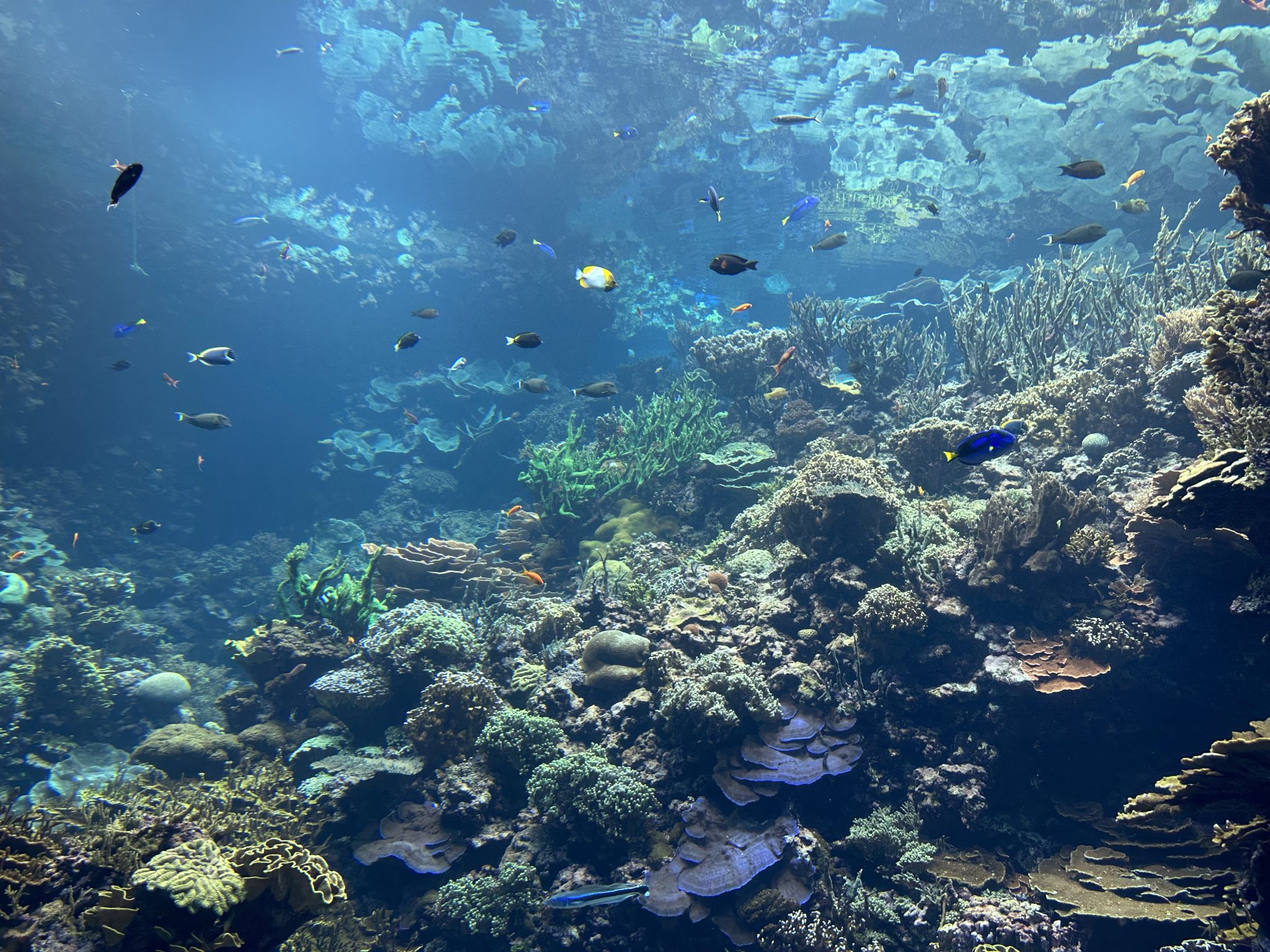 Coral in the aquarium of Burgers' Zoo in Arnhem, The Netherlands