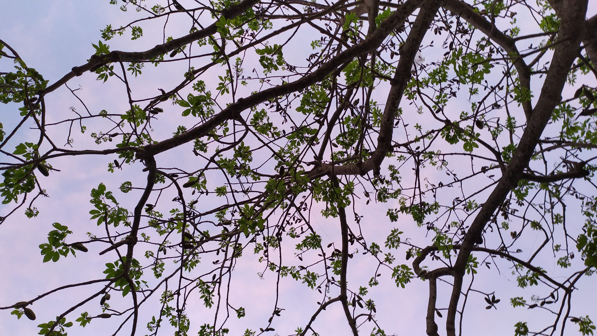 Leaves against a pink sky