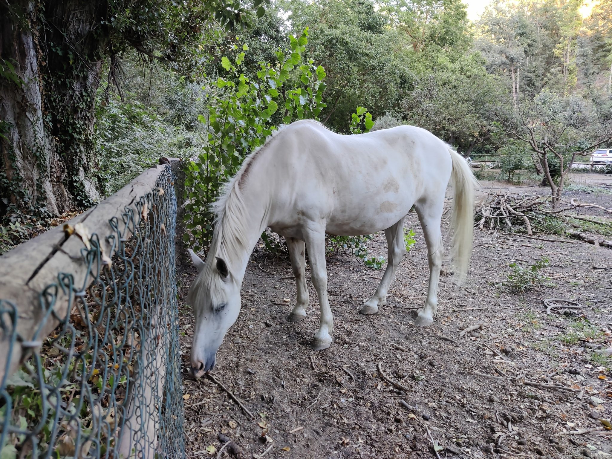 White horse