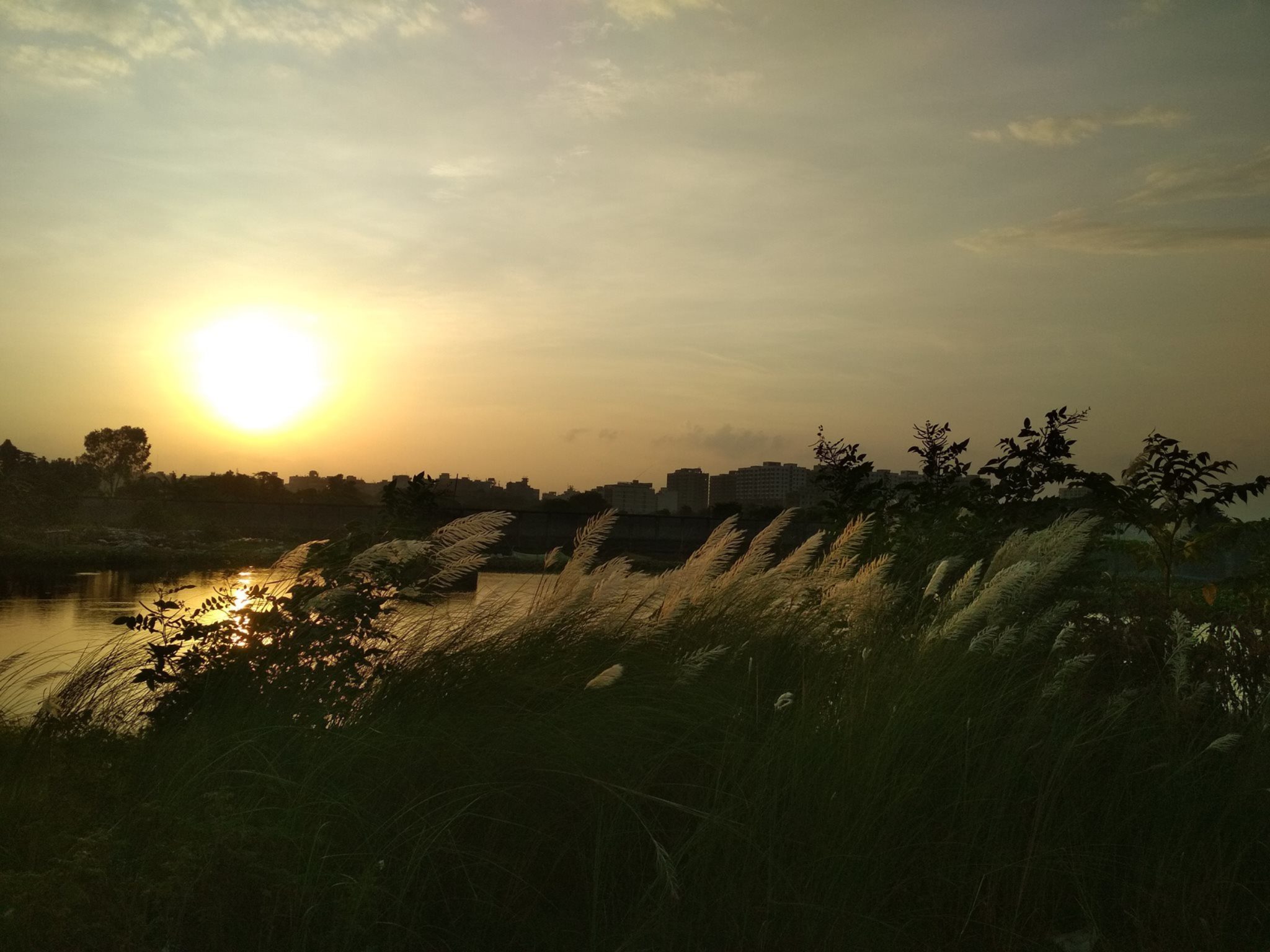 Kans grass (Kashful) in the time of the sunset
