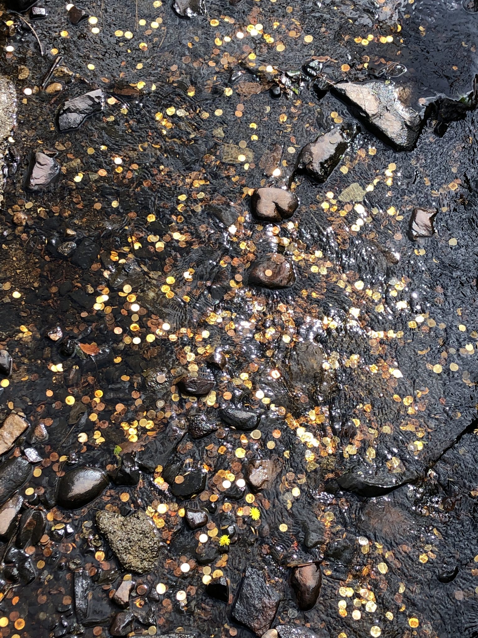 Coins at the river bottom