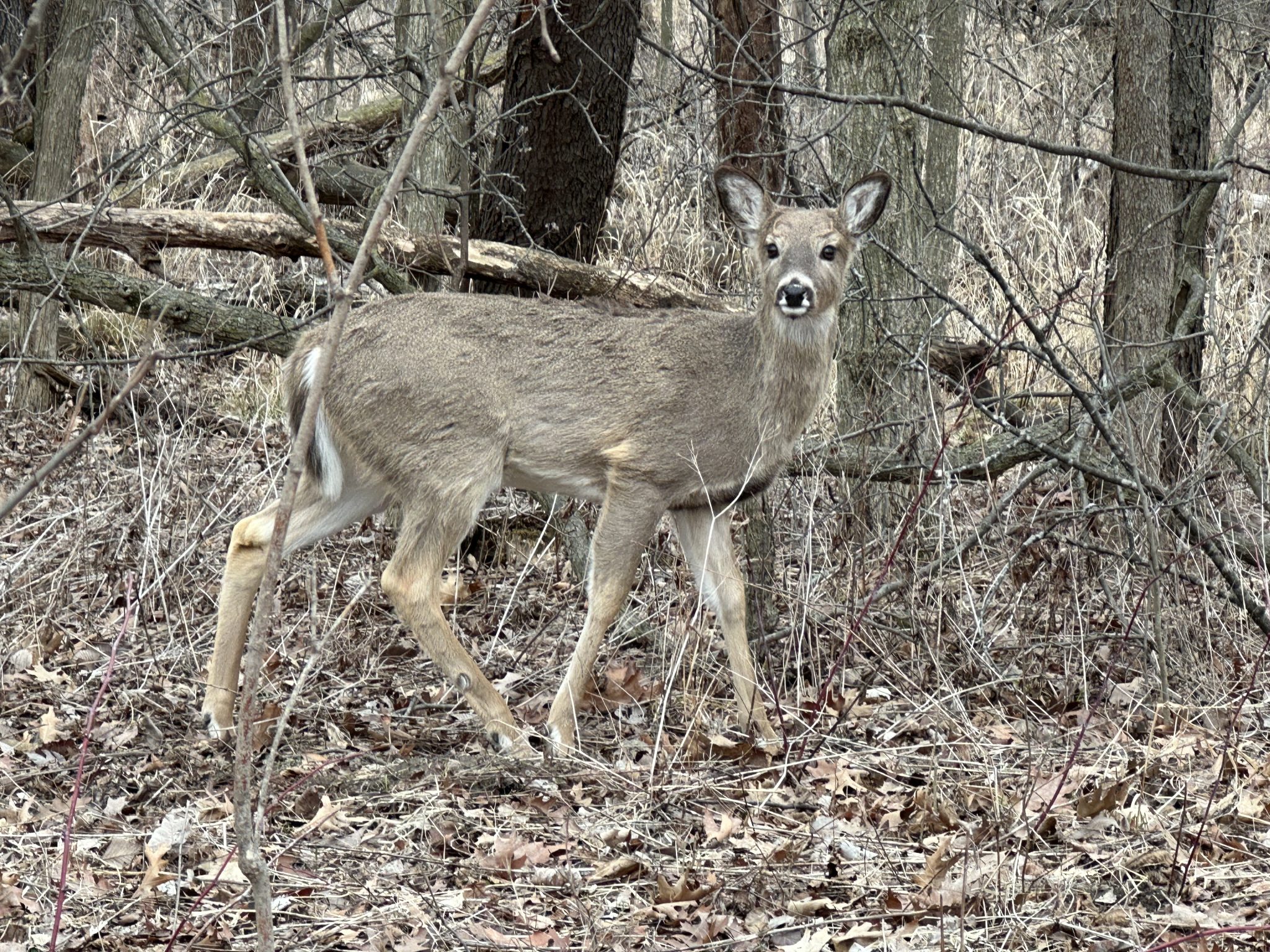 Doe grazing on the rough of a golfcourse