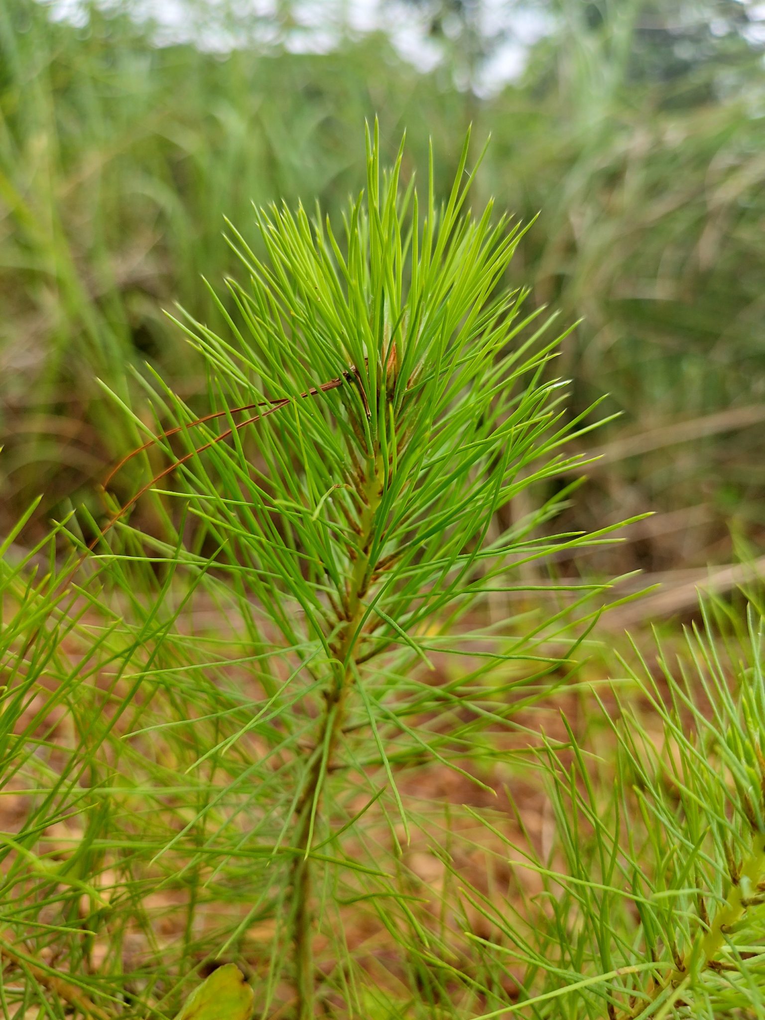 A young pine tree, the scientific name is Pinus Kesiya