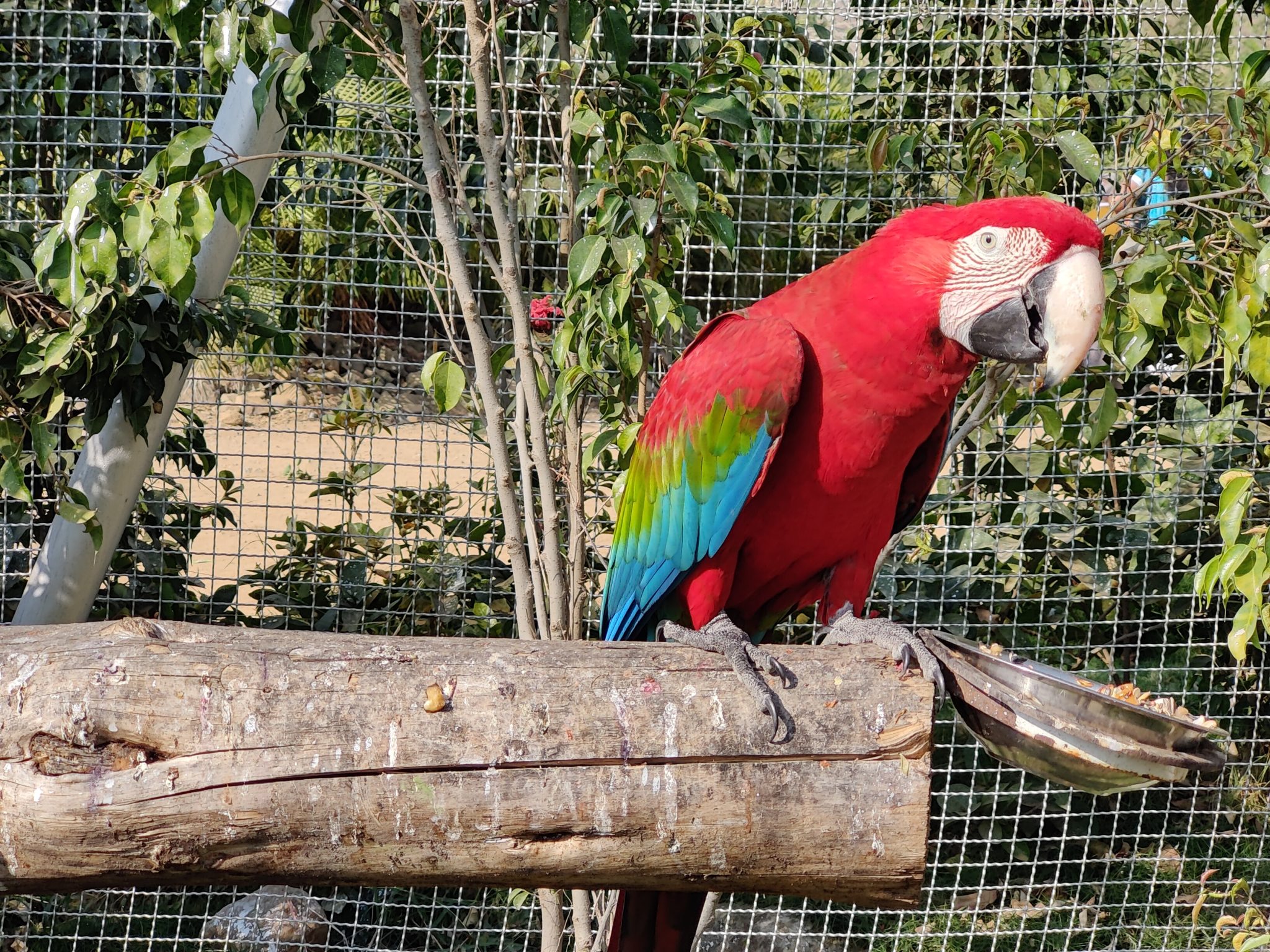 Red parrot with Blue yellow and green wings