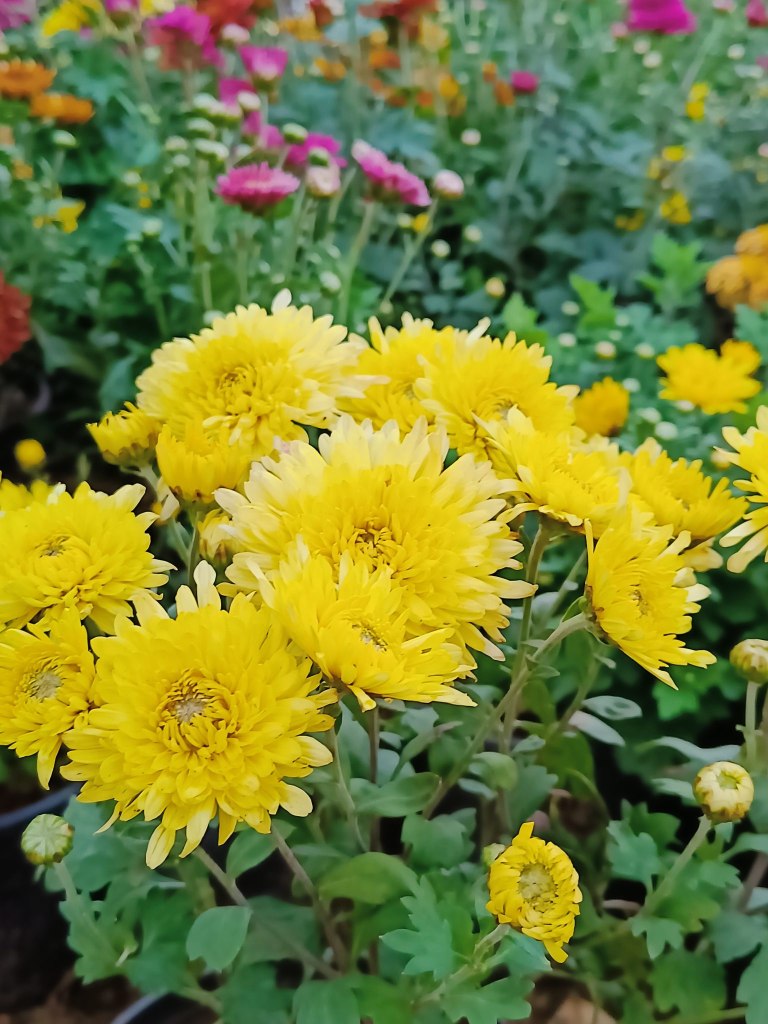 Yellow and pink flowers