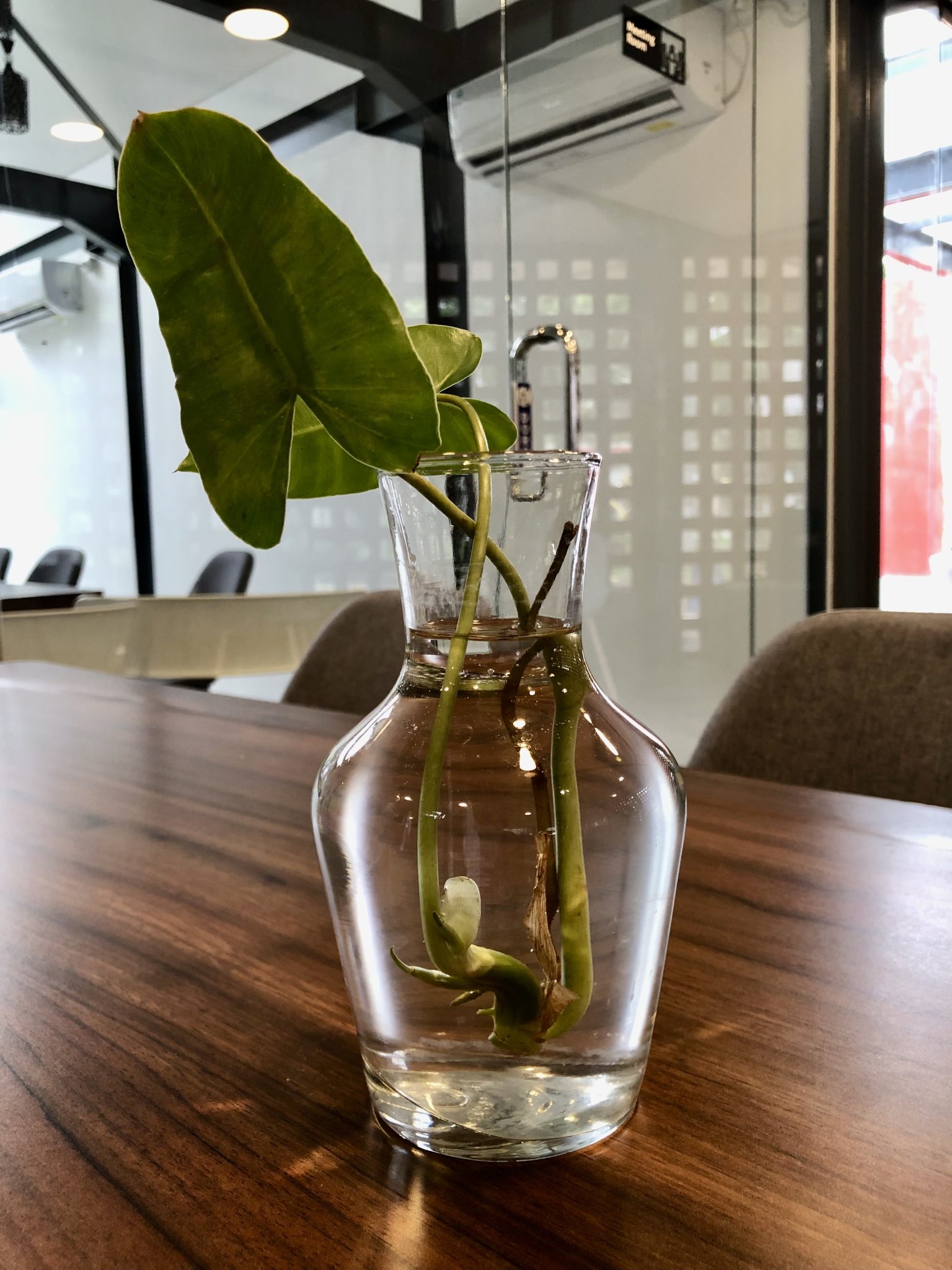No-soil plant on the table