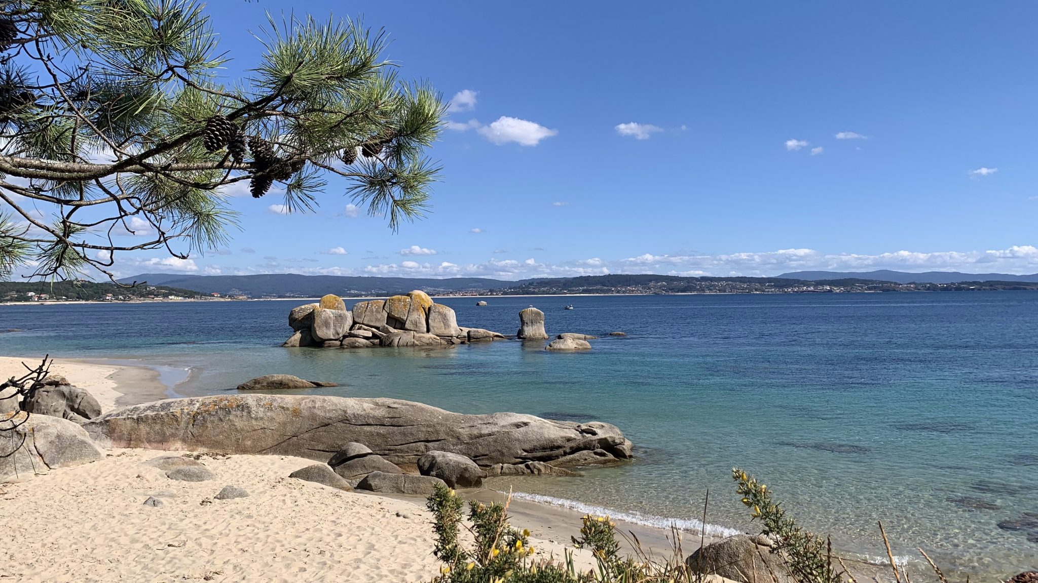 Tree and sea