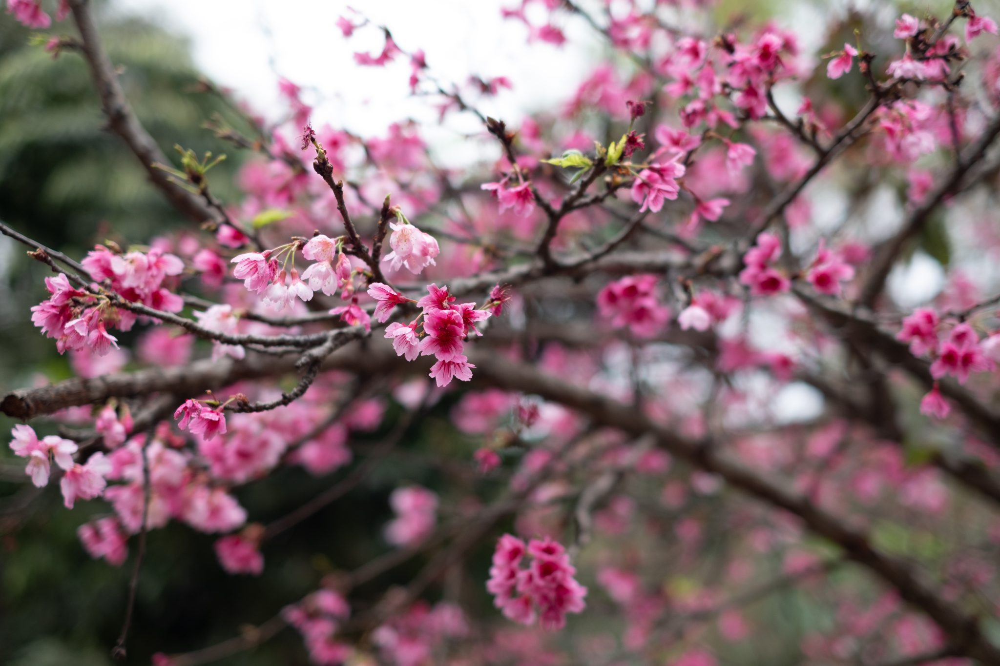 Cherry blossoms taken with a macro lens.