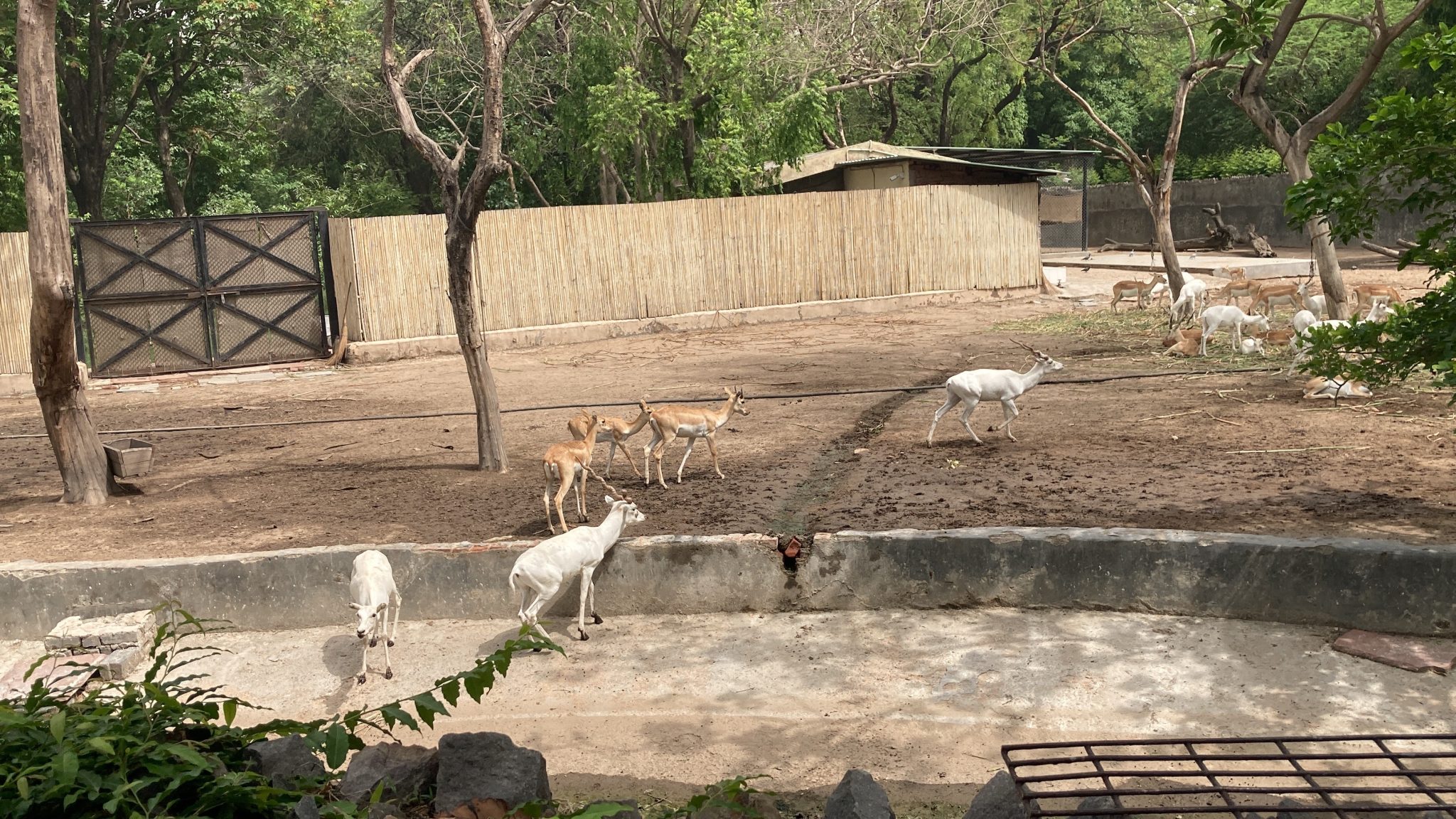 Deer