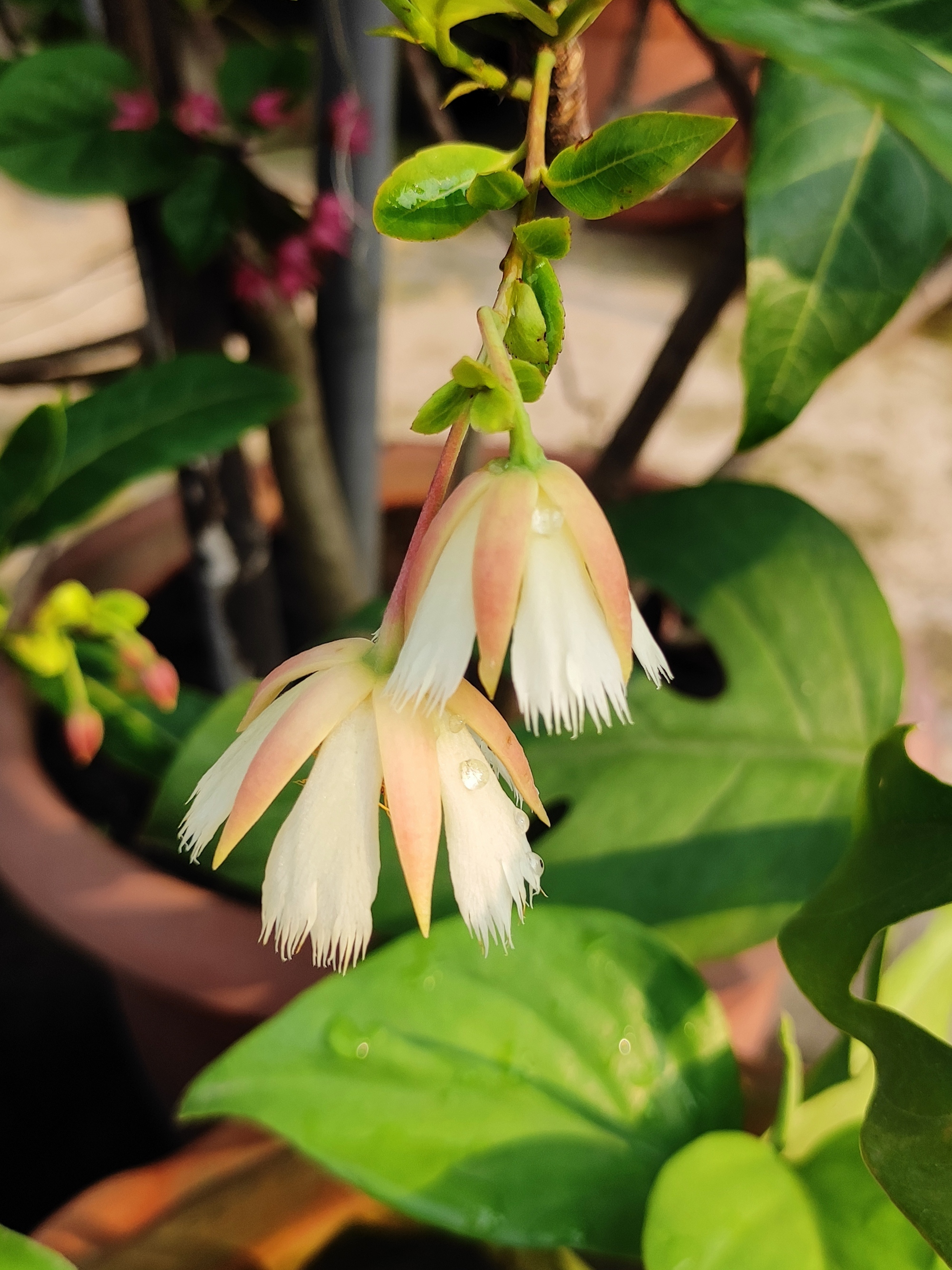 Flower - Lily of the Valley