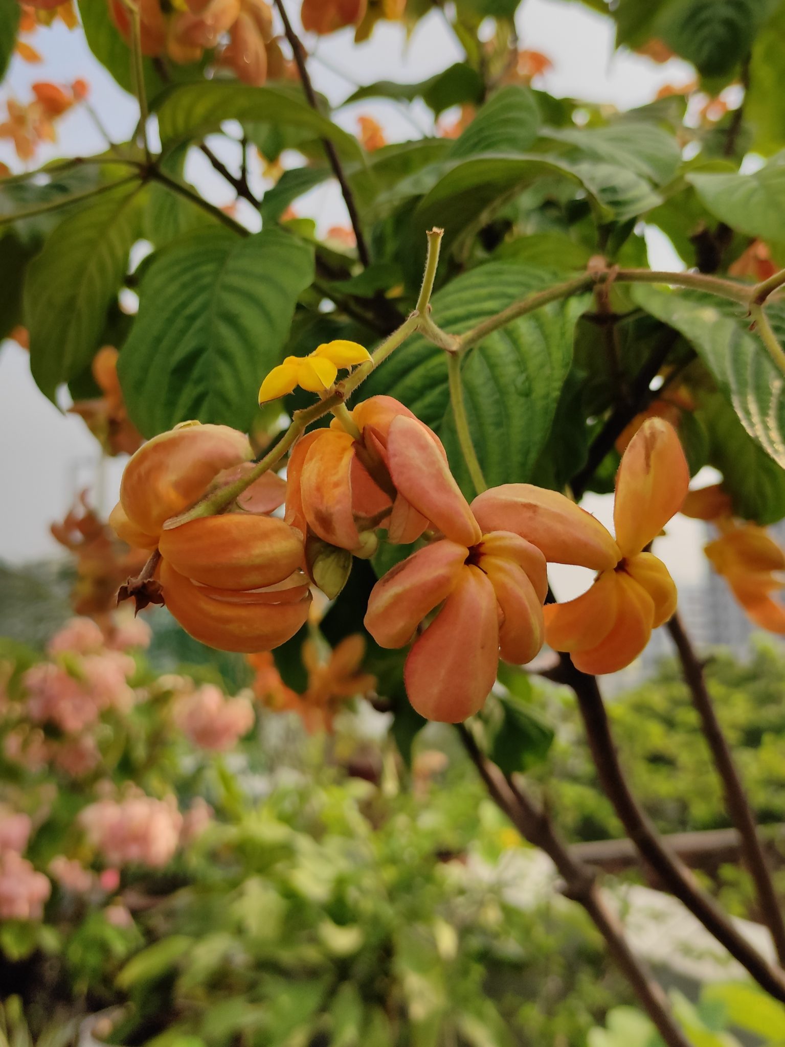 Flower - Mussaenda philippica calcutta