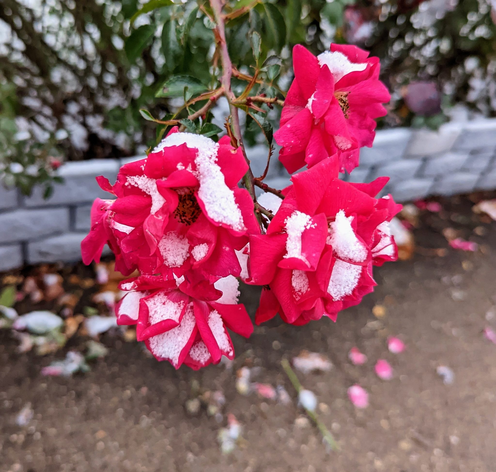 Snowy roses