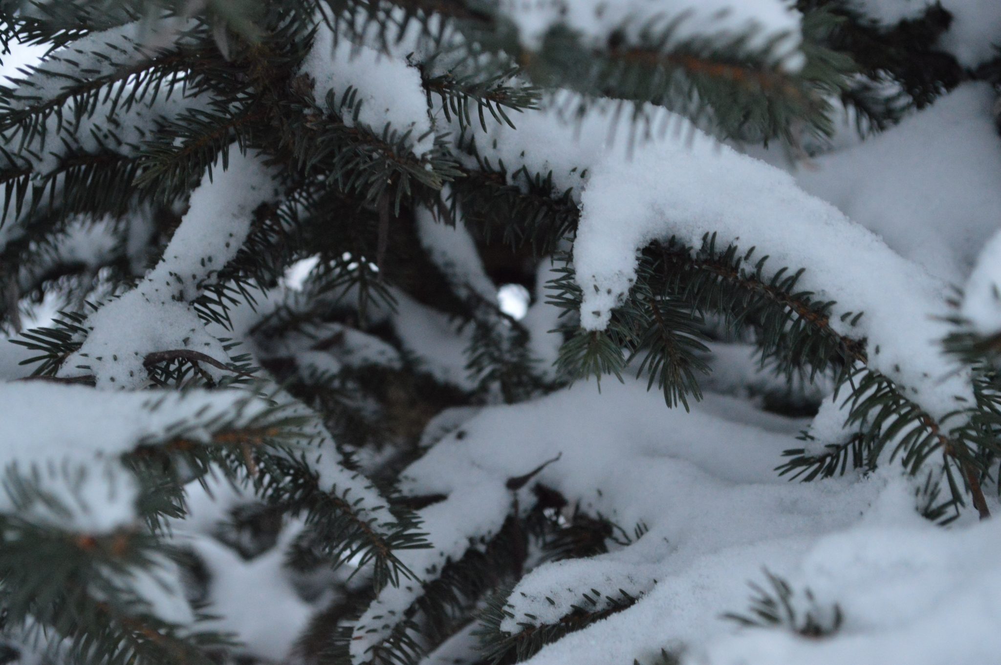 Snow on a spruce