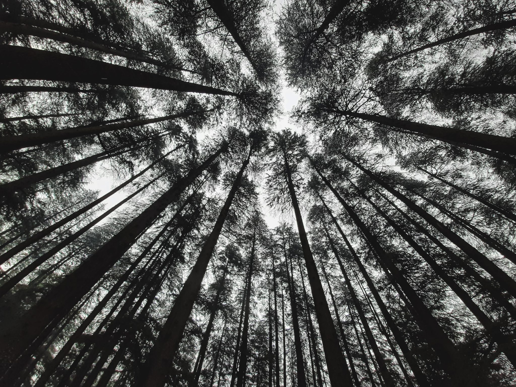 Pine Trees